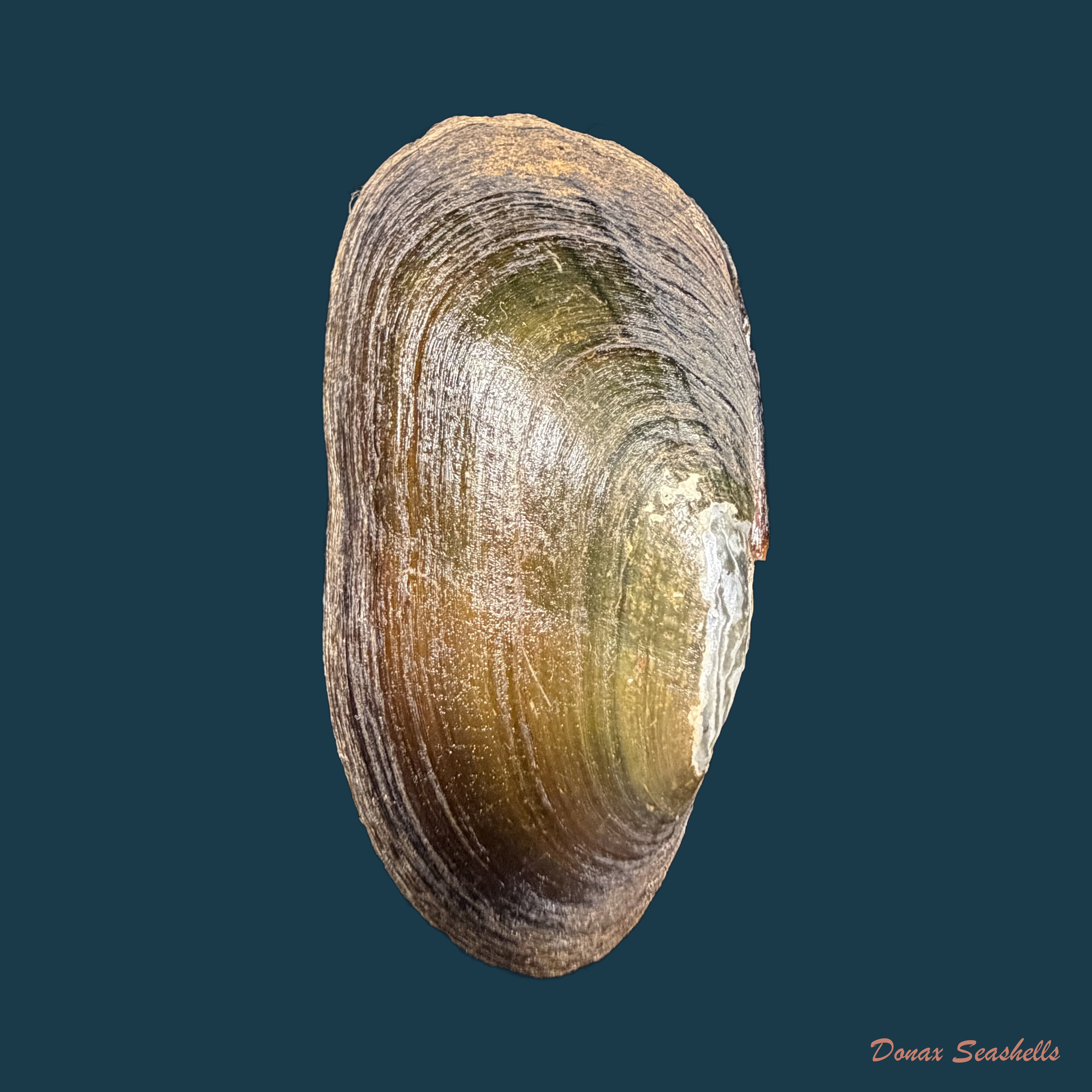Anodontites tenebricosa (I. Lea, 1834) - 69,7mm