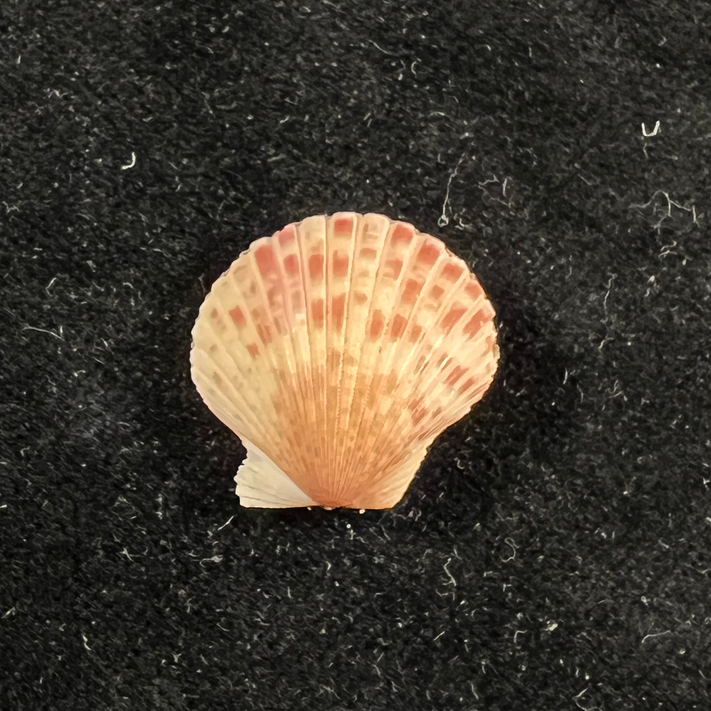 Perapecten commutatus (Monterosato, 1875) - 18,6mm