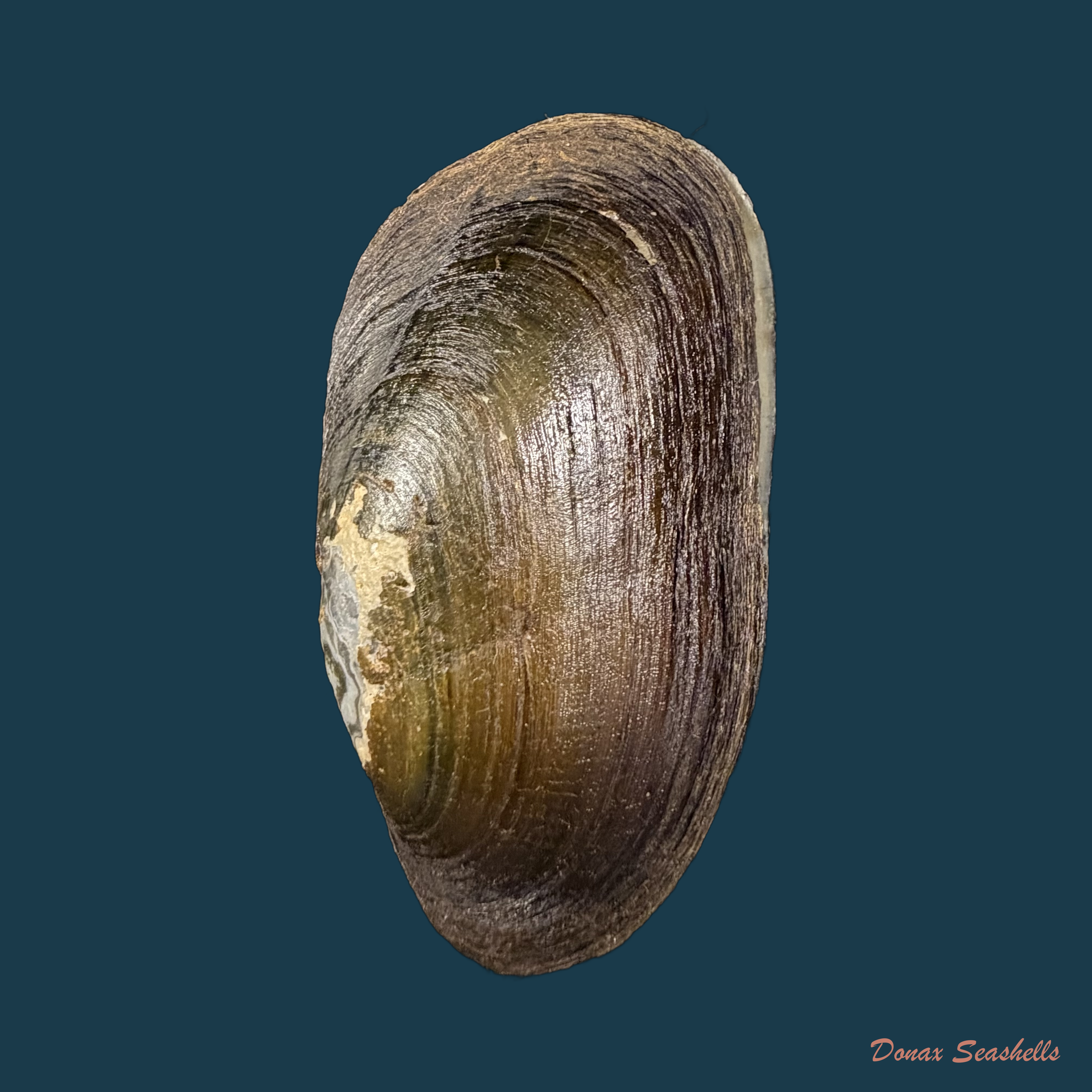 Anodontites tenebricosa (I. Lea, 1834) - 69,7mm