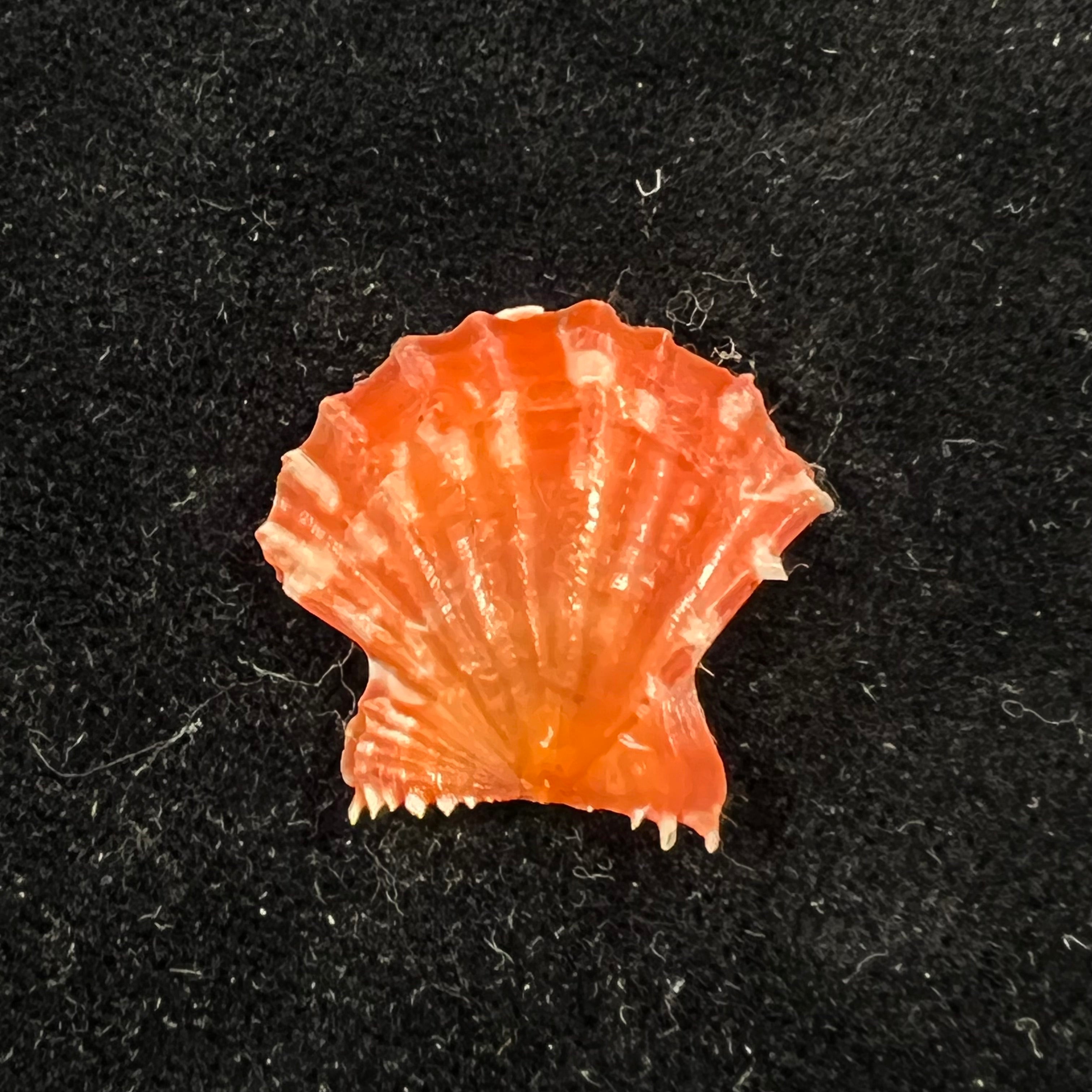 Mirapecten mirificus (Reeve, 1853) - 23,2mm