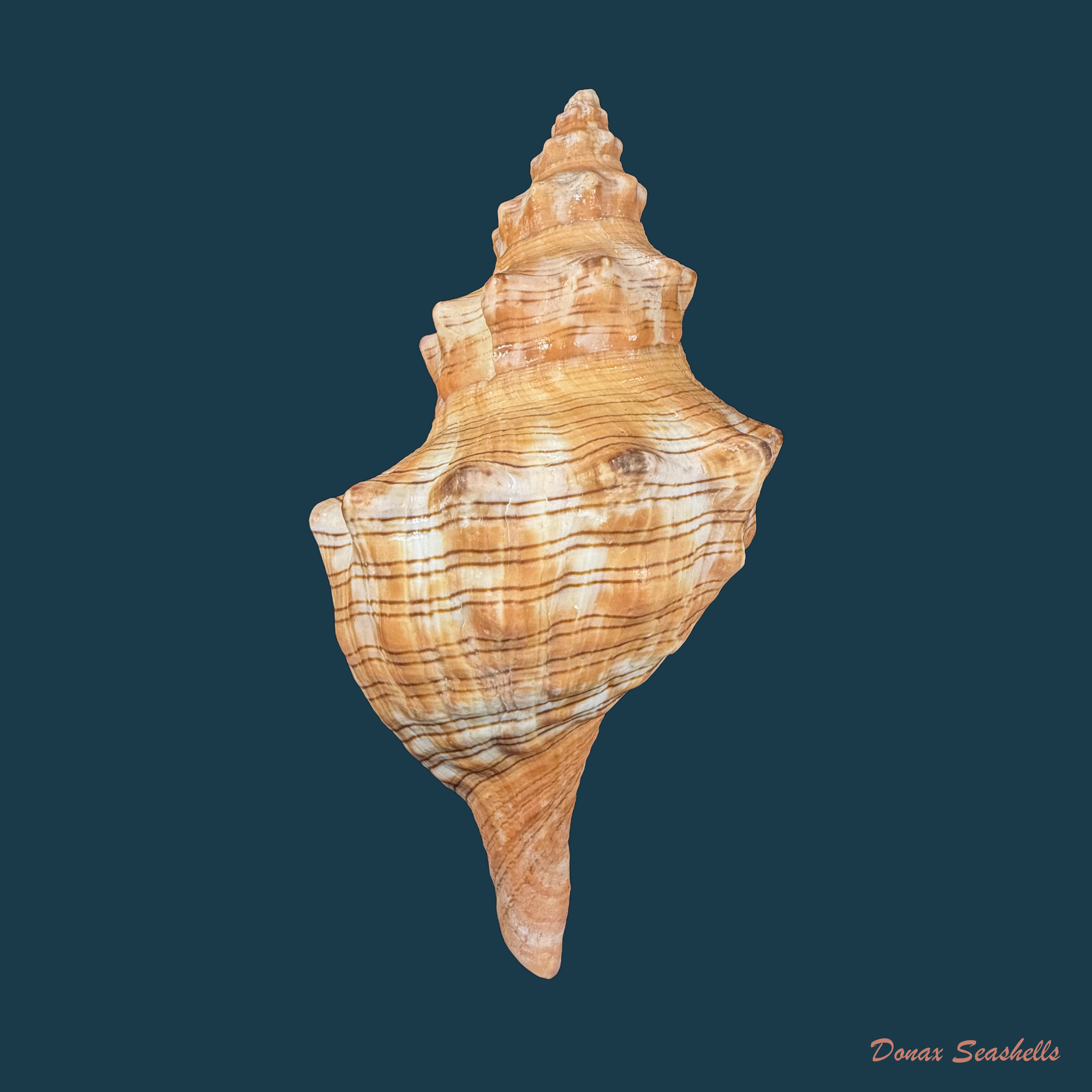 Aurantilaria aurantiaca (Lamarck, 1816) - 145,5mm