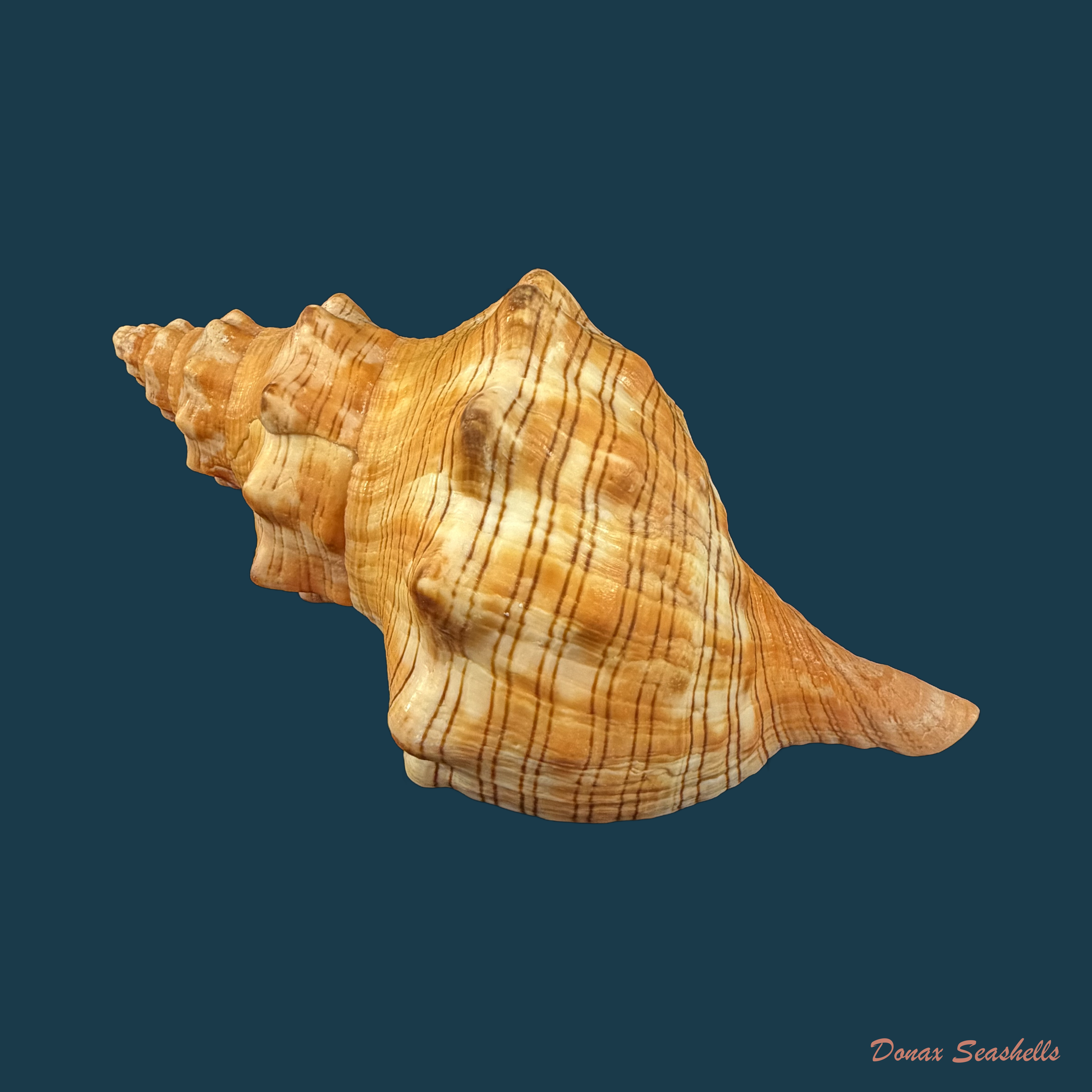 Aurantilaria aurantiaca (Lamarck, 1816) - 145,5mm