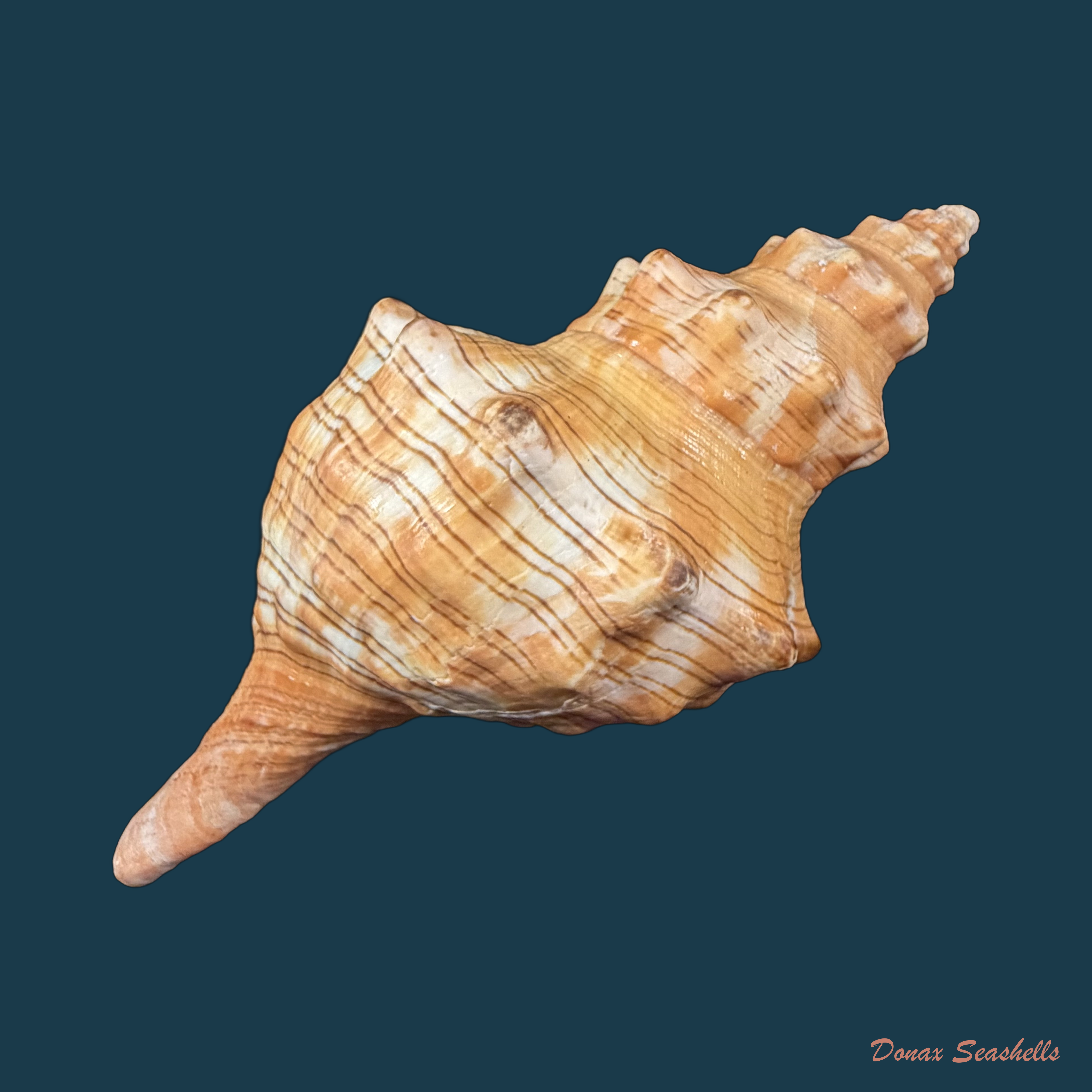 Aurantilaria aurantiaca (Lamarck, 1816) - 145,5mm