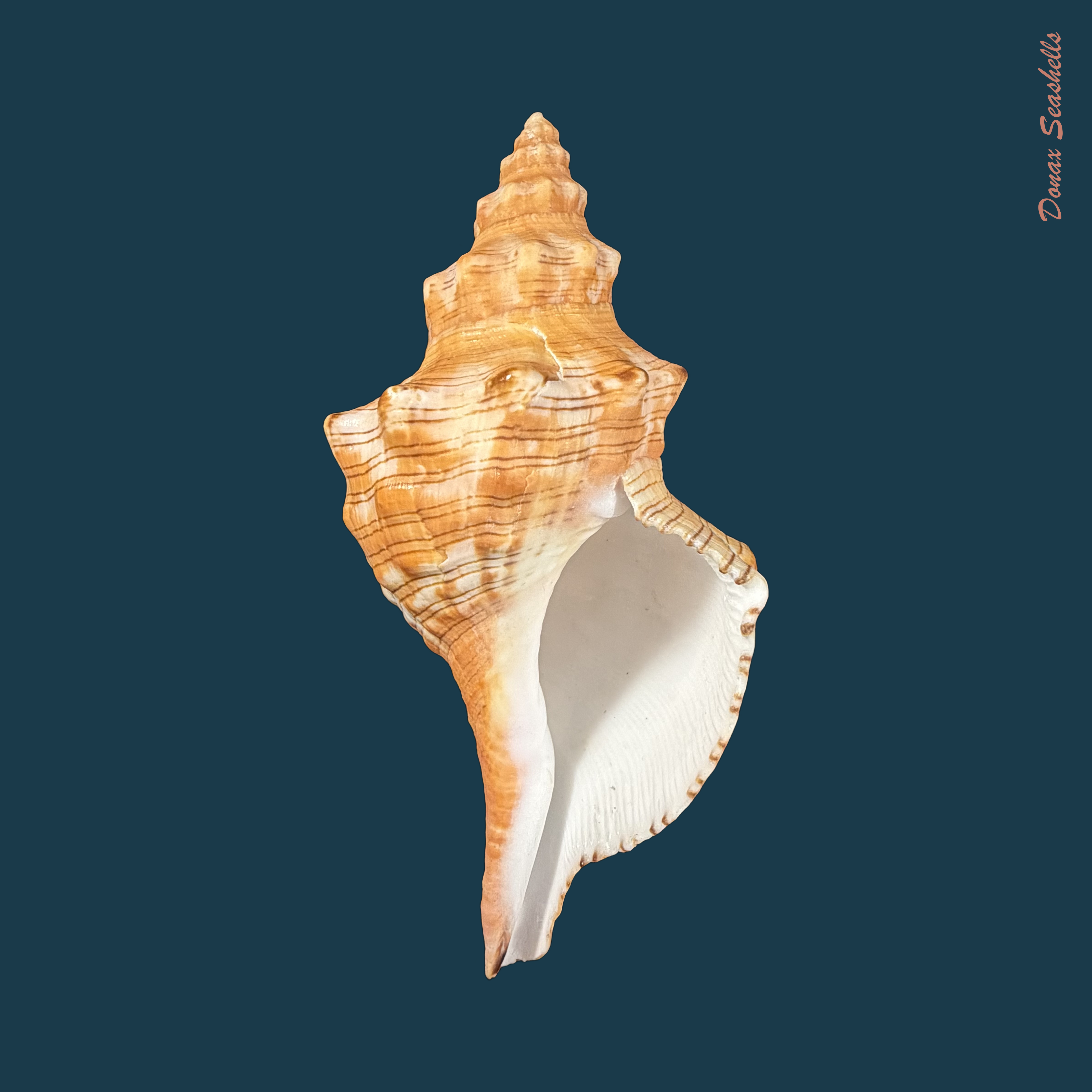 Aurantilaria aurantiaca (Lamarck, 1816) - 145,5mm