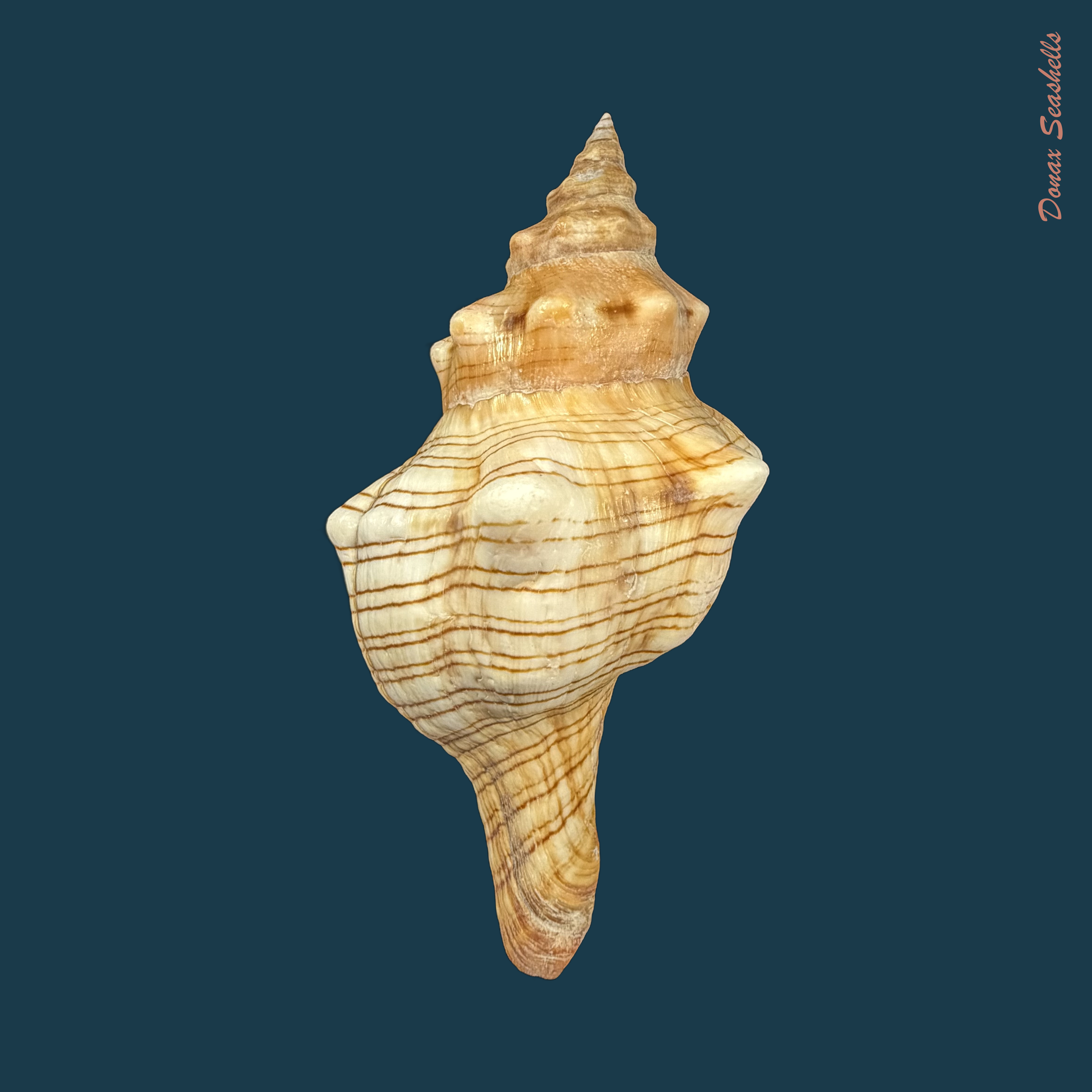 Pleuroploca trapezium (Linnaeus, 1758) - 114,1mm