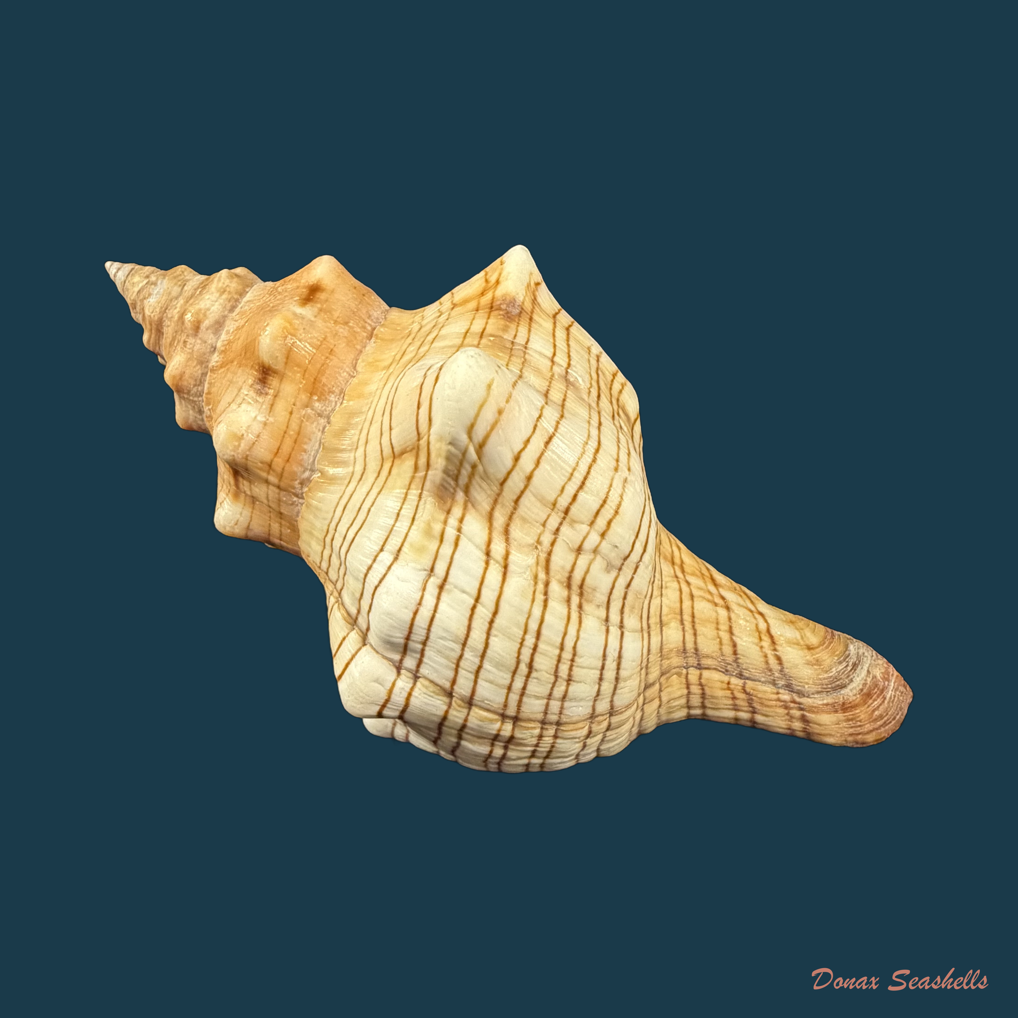 Pleuroploca trapezium (Linnaeus, 1758) - 114,1mm