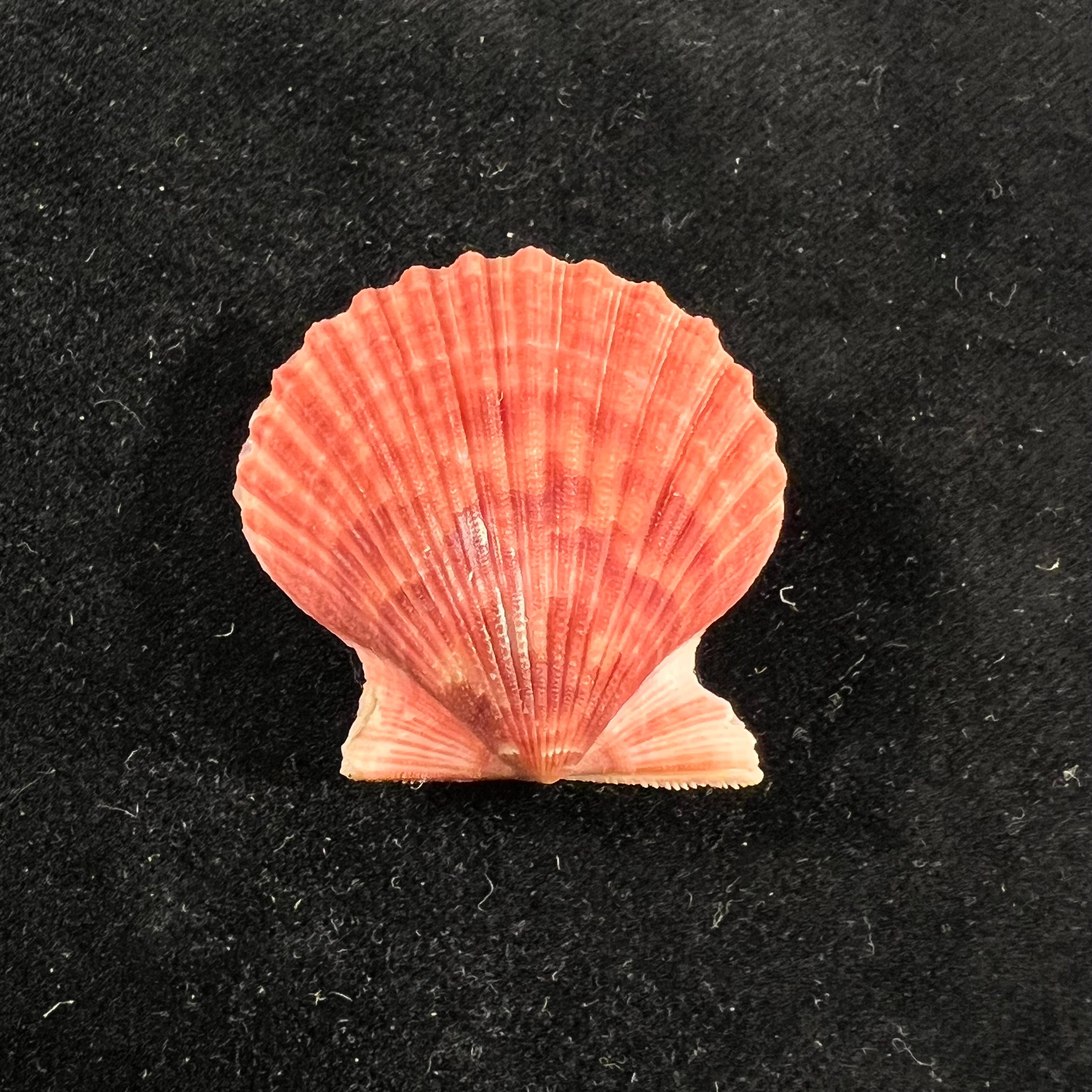 Argopecten gibbus (Linnaeus, 1758) - 33,1mm