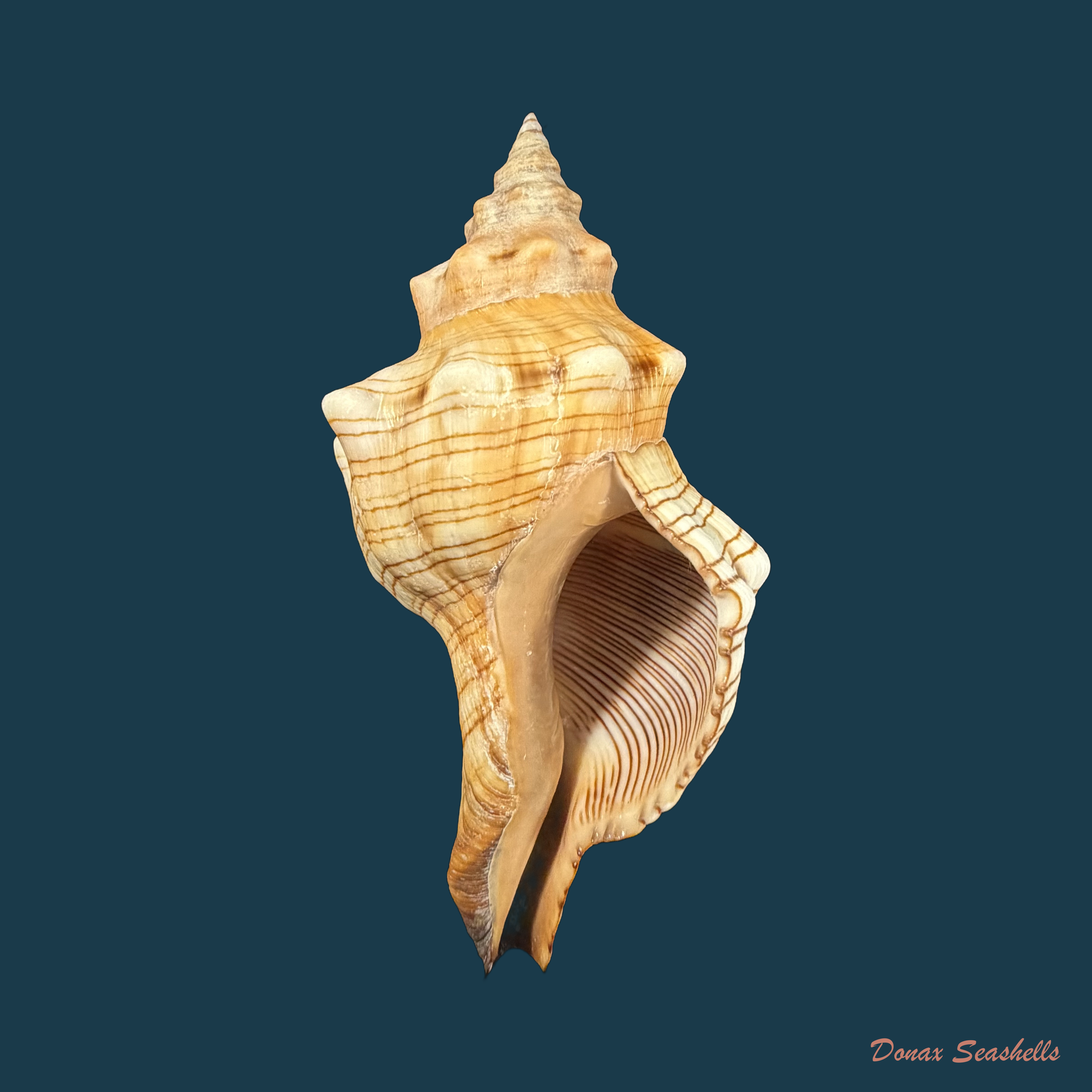 Pleuroploca trapezium (Linnaeus, 1758) - 114,1mm
