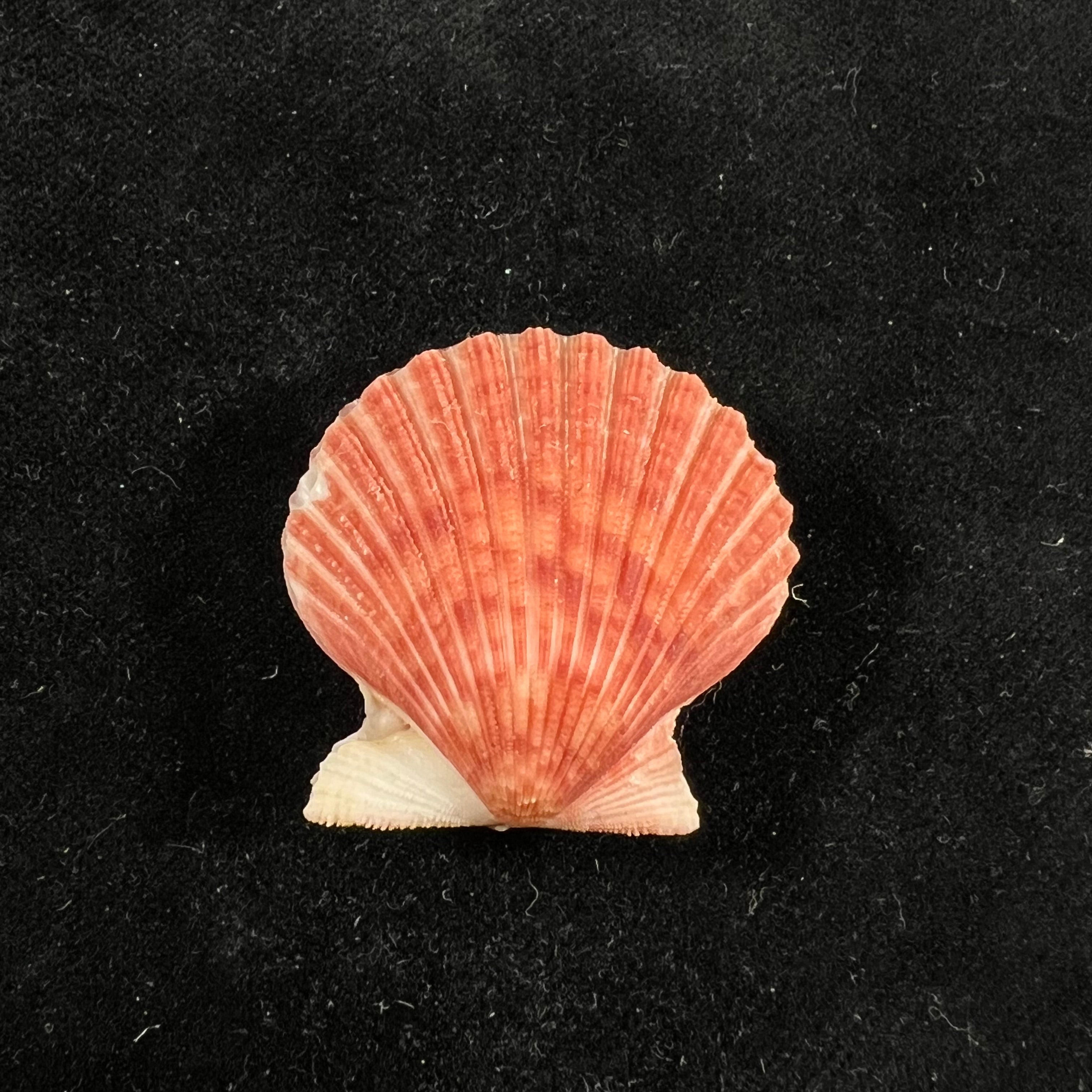 Argopecten gibbus (Linnaeus, 1758) - 33,1mm