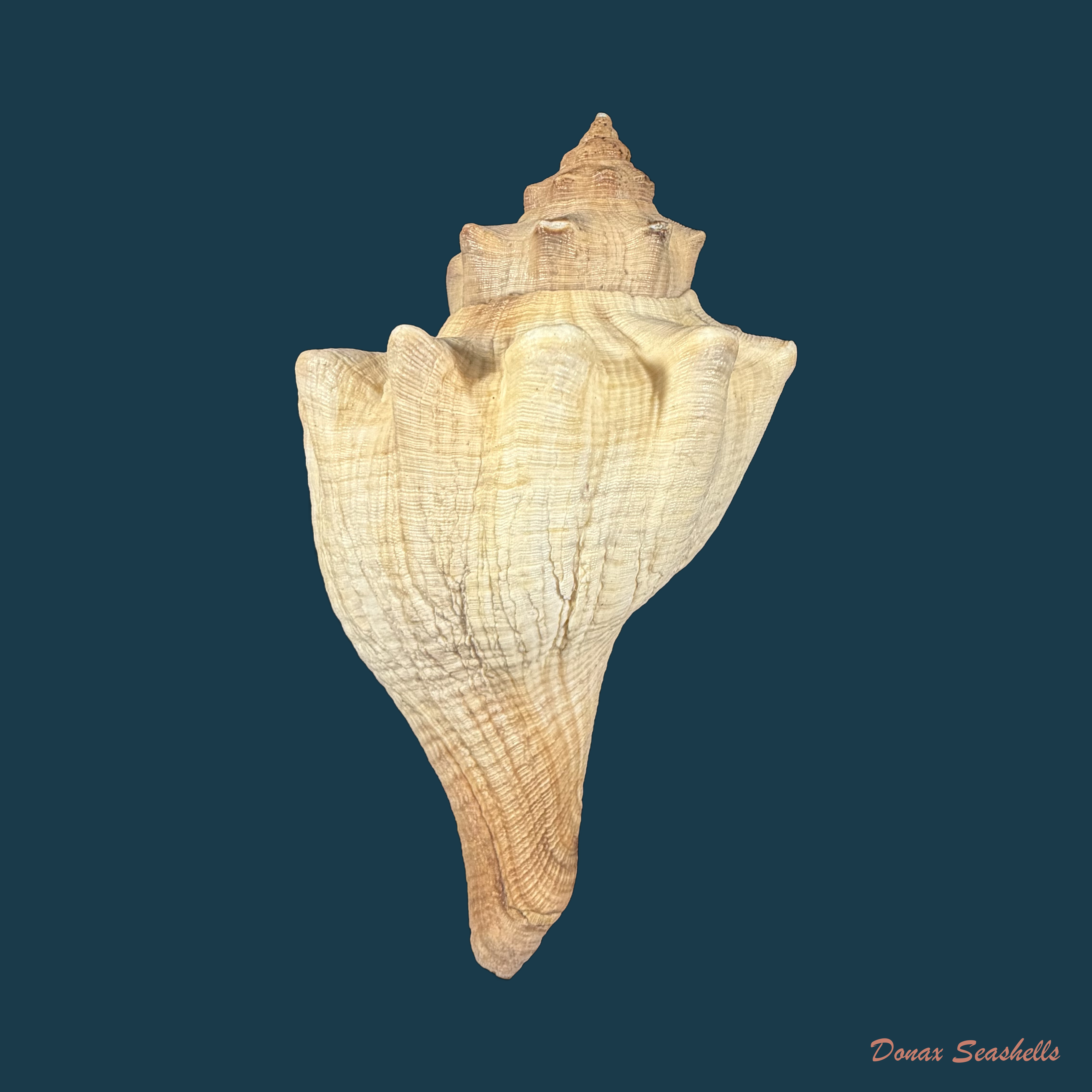 Granolaria salmo (W. Wood, 1828) - 121,3mm