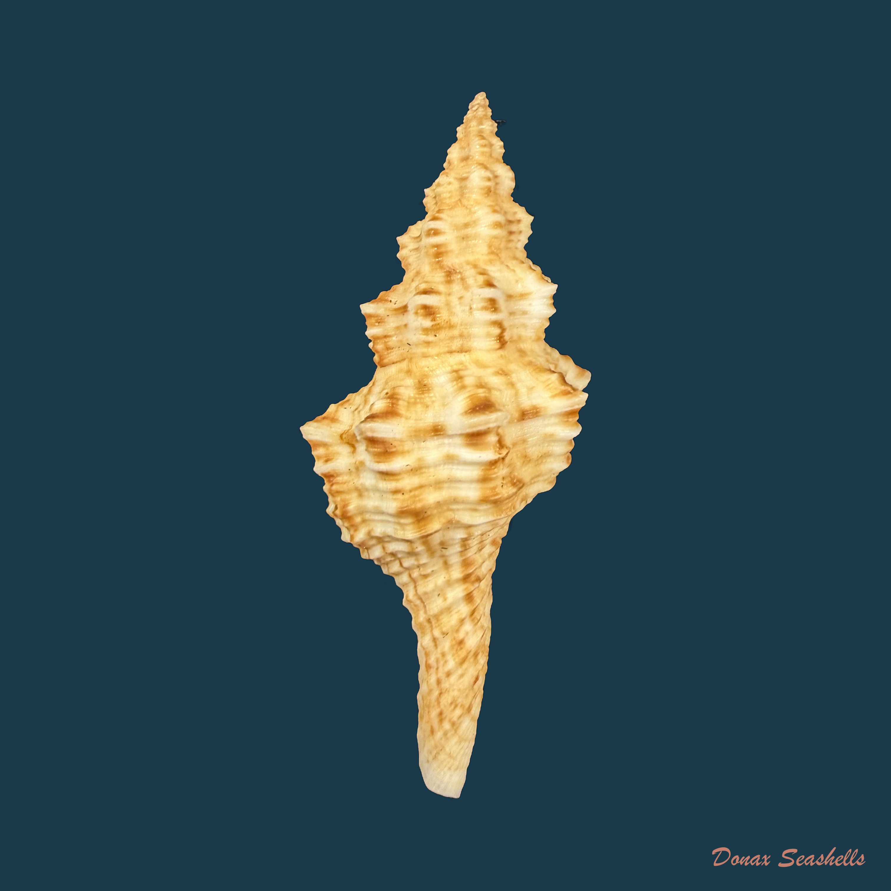 Goniofusus brasiliensis (Grabau, 1904) - 65,8mm