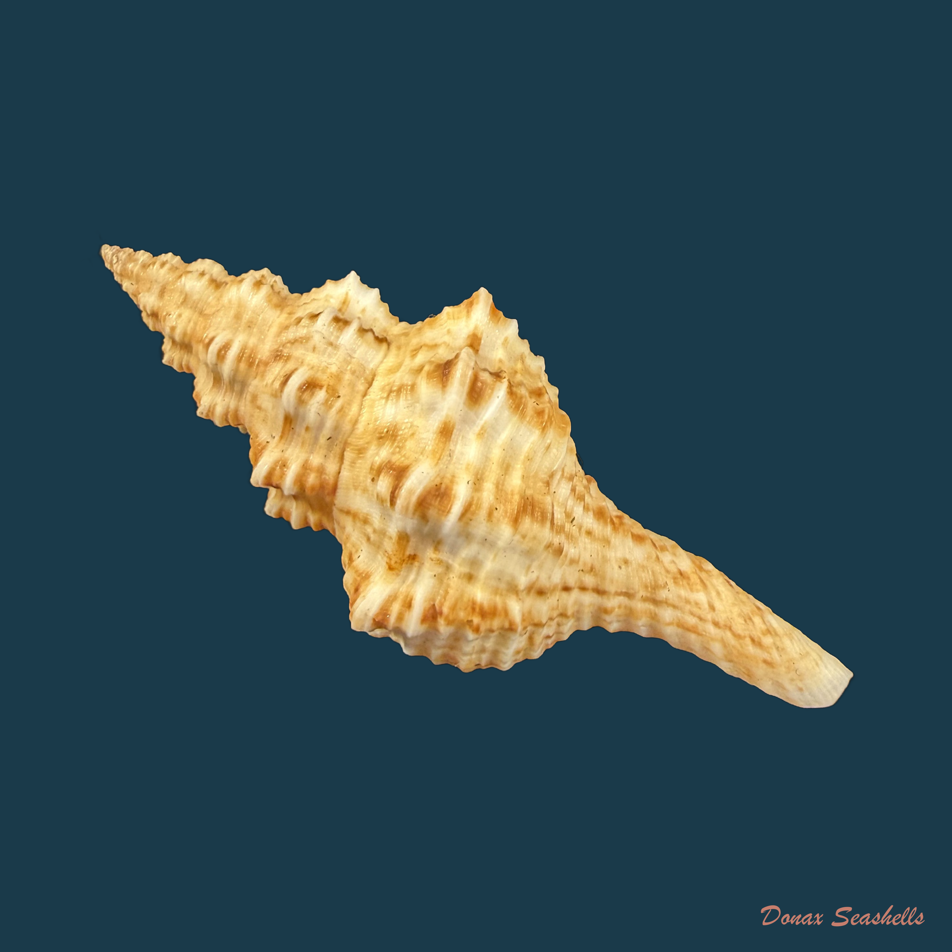 Goniofusus brasiliensis (Grabau, 1904) - 65,8mm