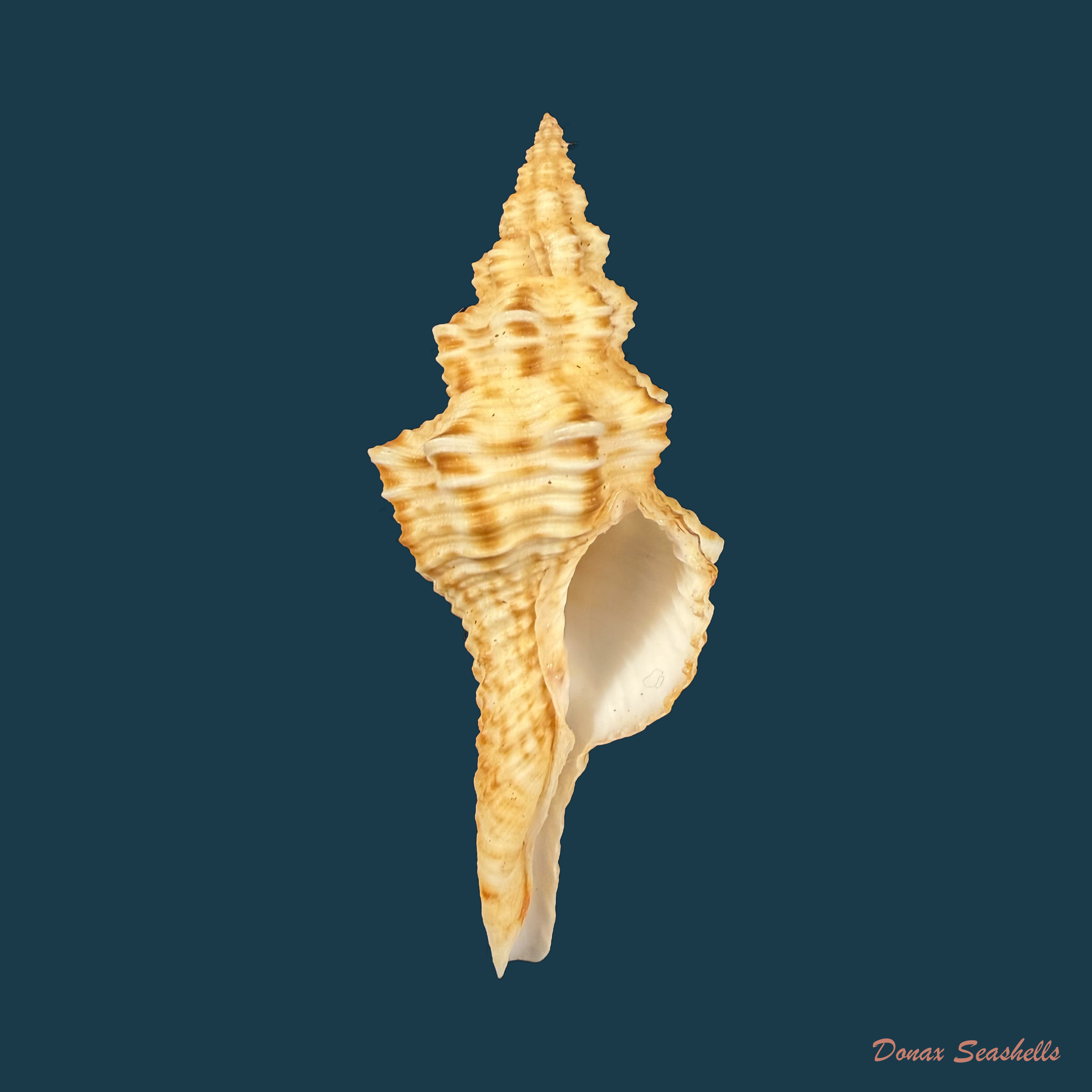 Goniofusus brasiliensis (Grabau, 1904) - 65,8mm