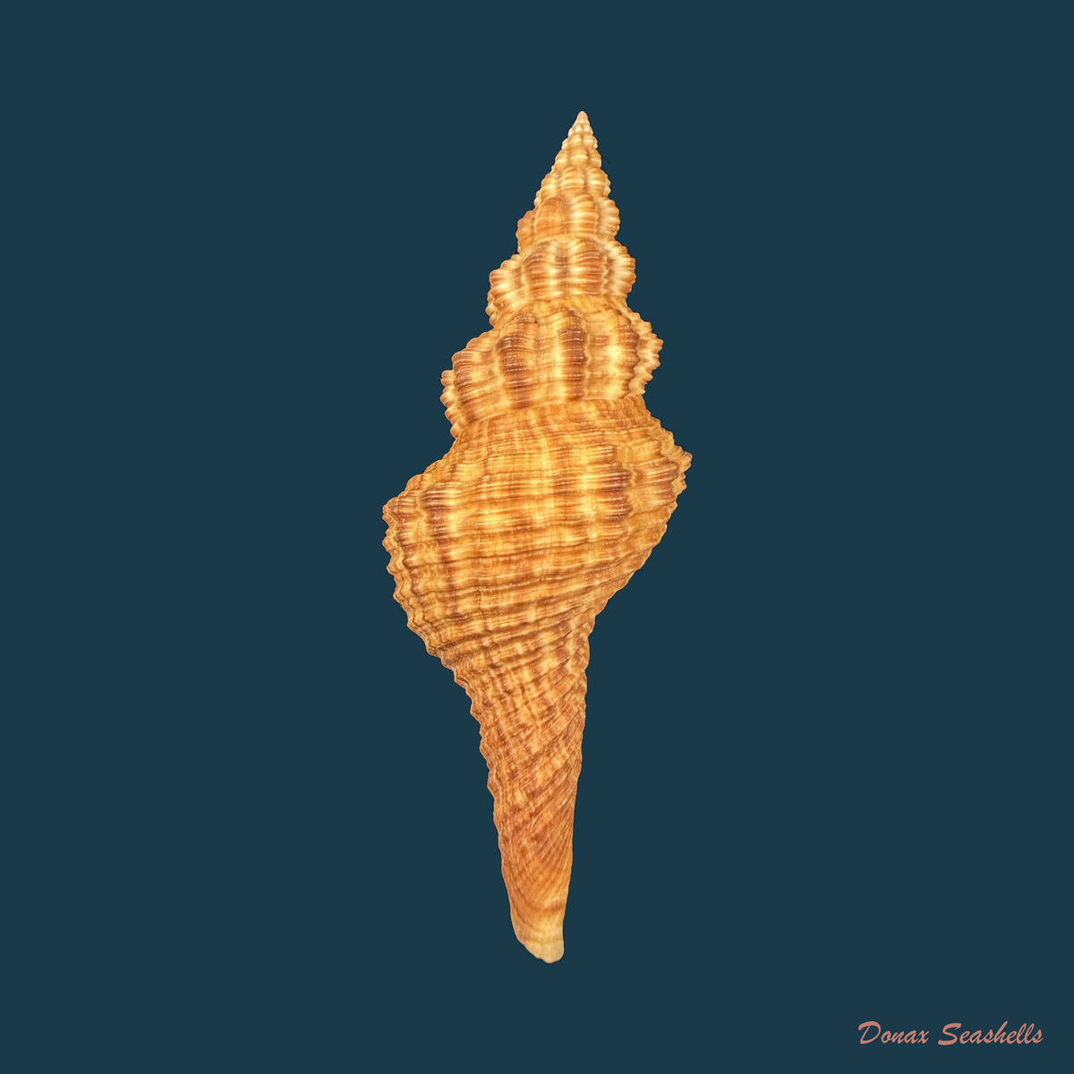 Goniofusus strigatus (R. A. Philippi, 1850) - 81,4mm