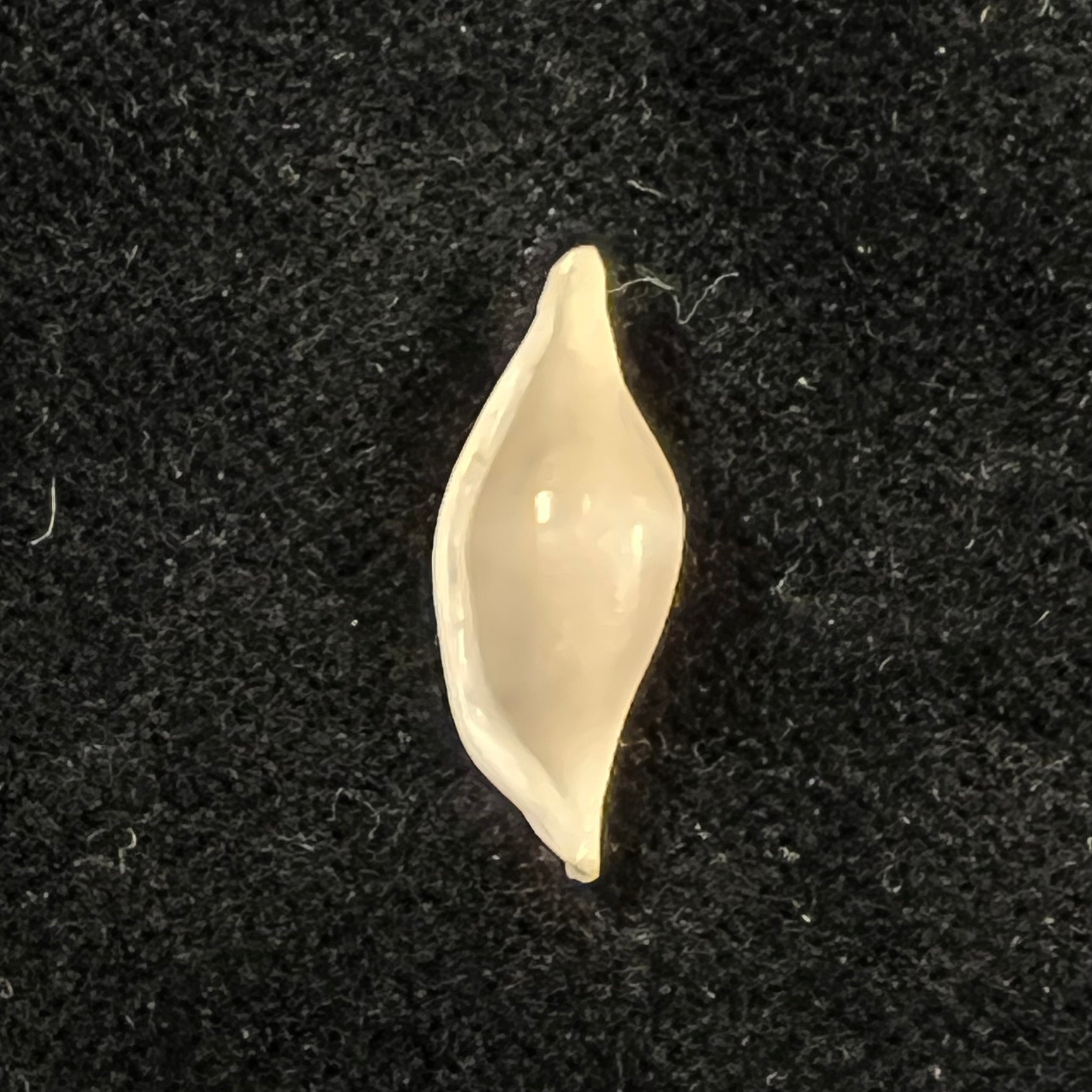 短喙凤头鲛（Schumacher, 1817）- 20毫米