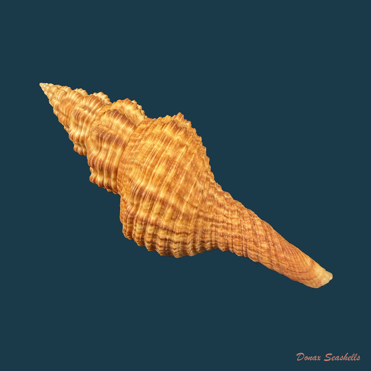 Goniofusus strigatus (R. A. Philippi, 1850) - 81,4mm