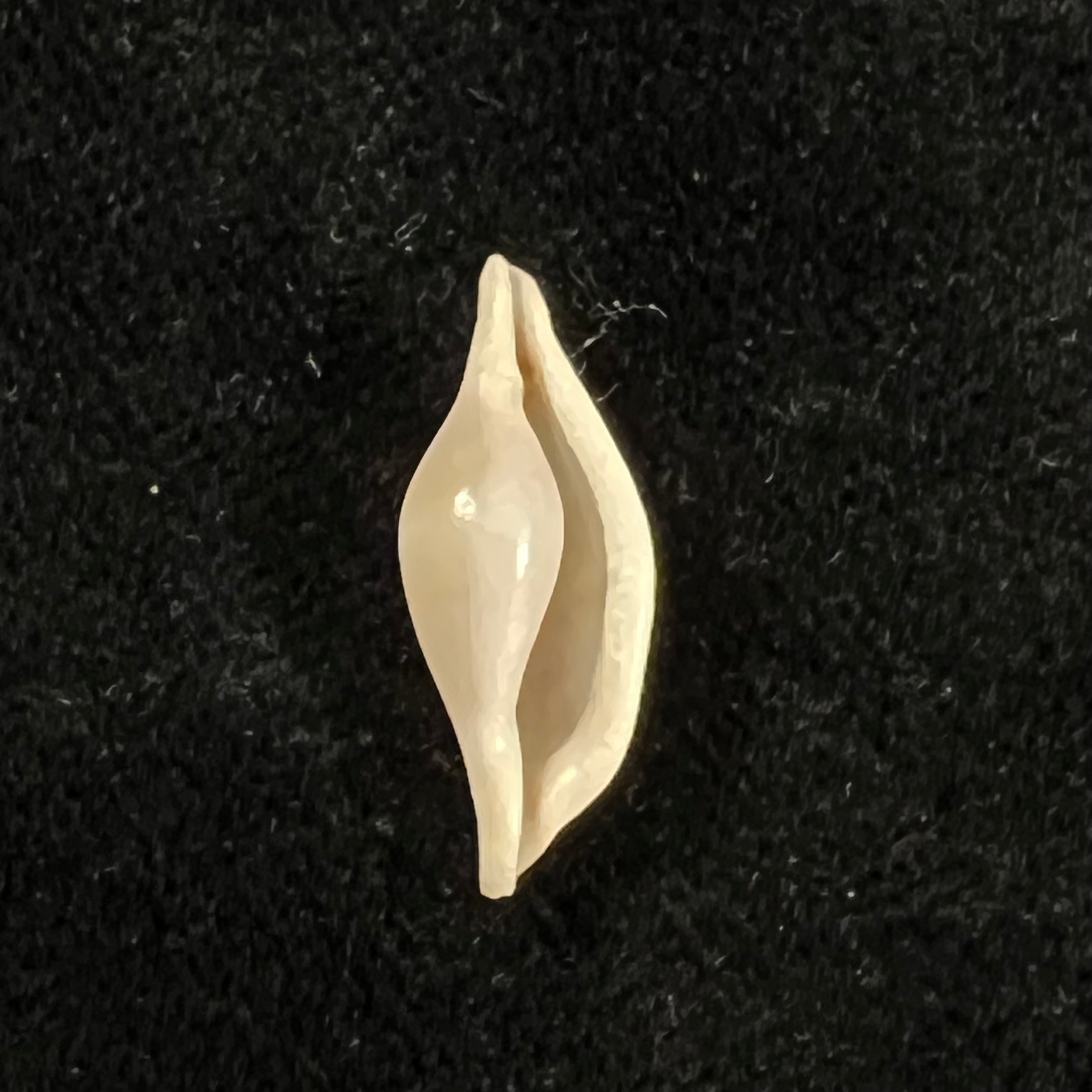 短喙凤头鲛（Schumacher, 1817）- 20毫米