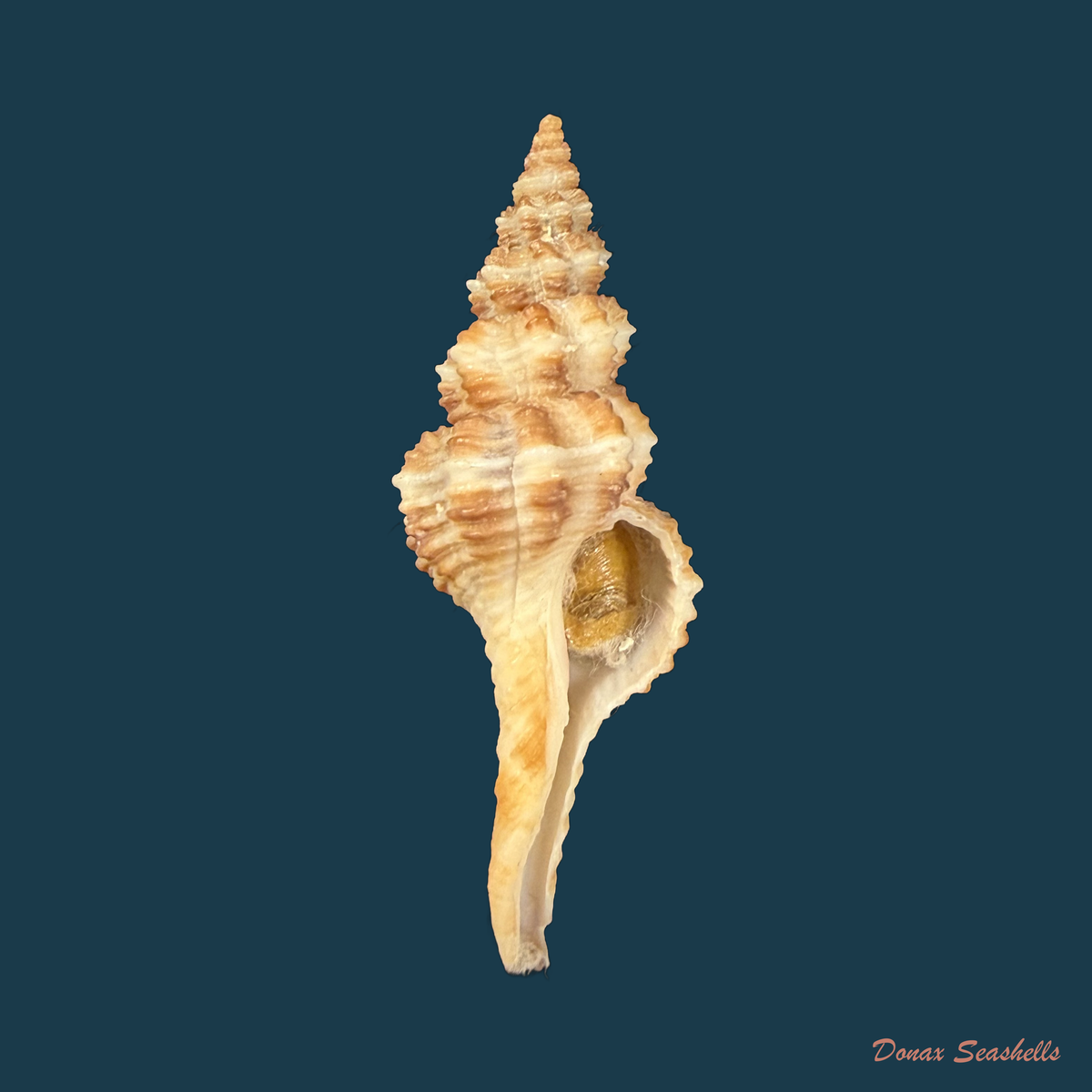 Fusinus pulchellus (Philippi, 1840) - 40,6mm