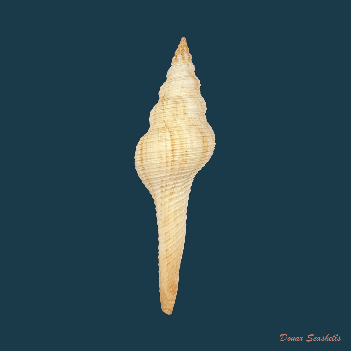 Fusinus dilectus (A. Adams, 1856) - 65,8mm