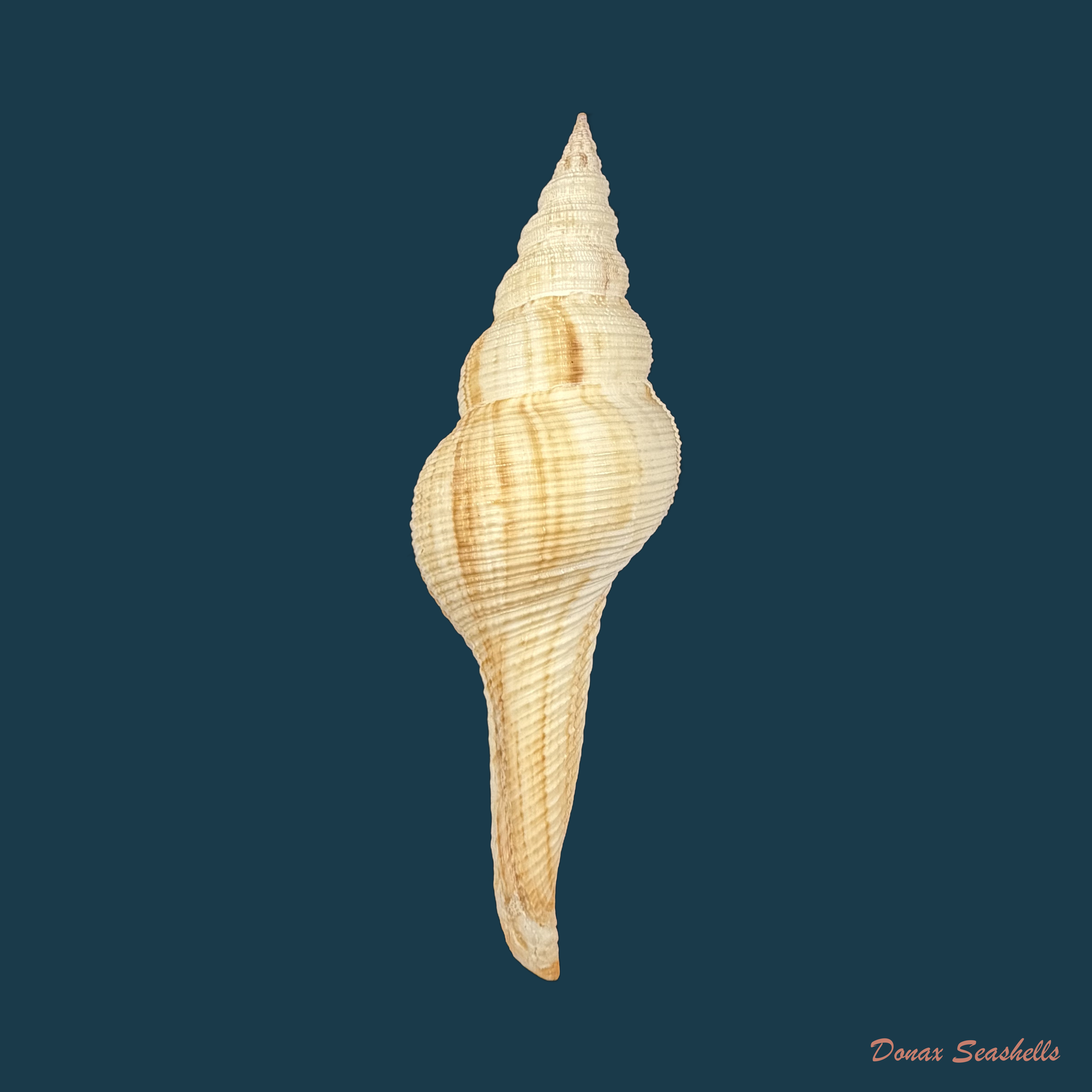 Fusinus dilectus (A. Adams, 1856) - 94,8mm