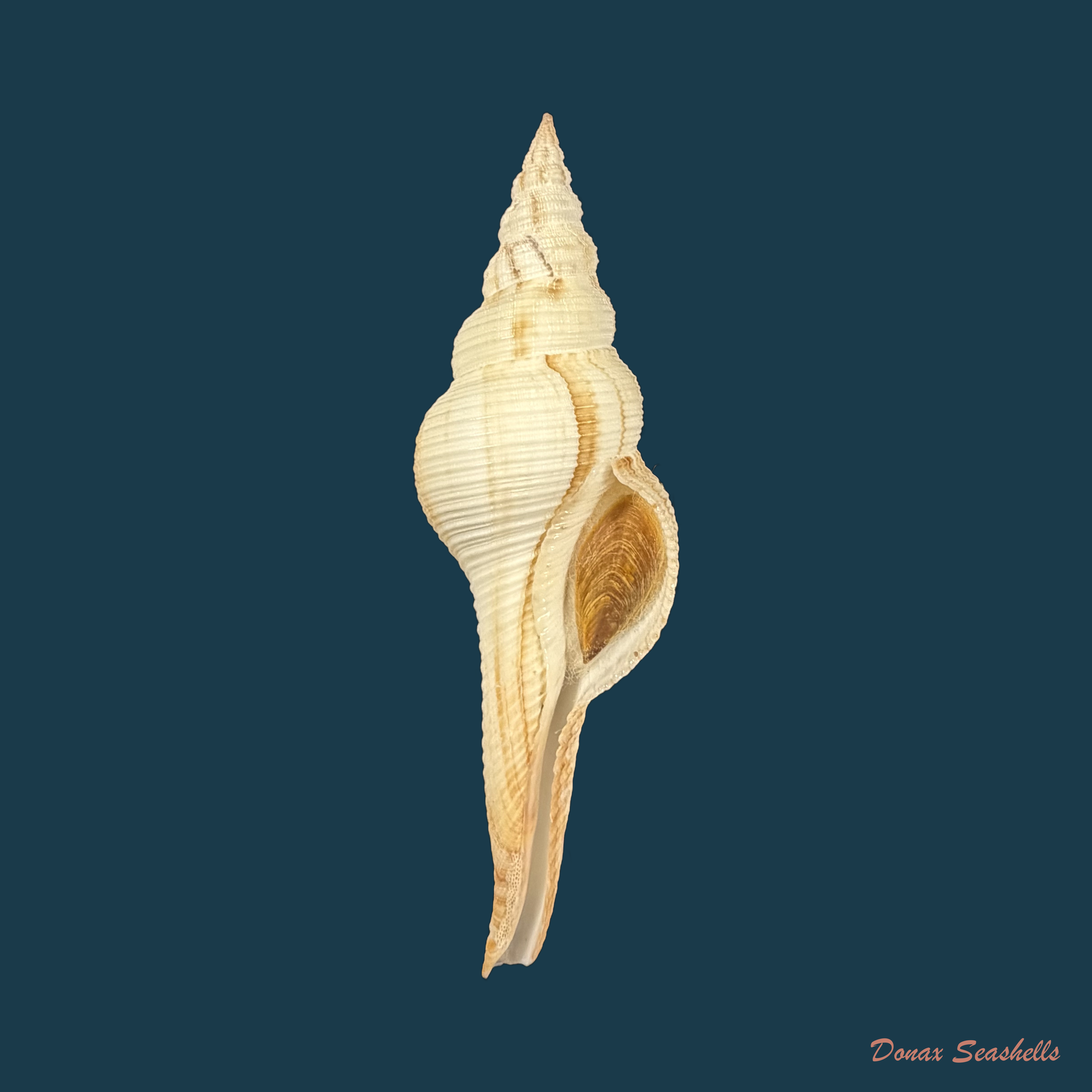 Fusinus dilectus (A. Adams, 1856) - 94,8mm