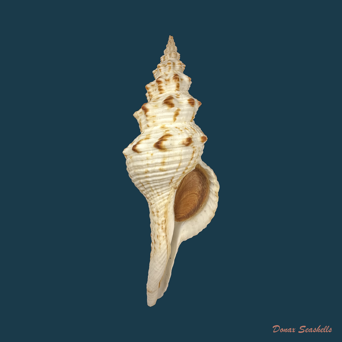 Fusinus panamensis Dall, 1908 - 117,4mm