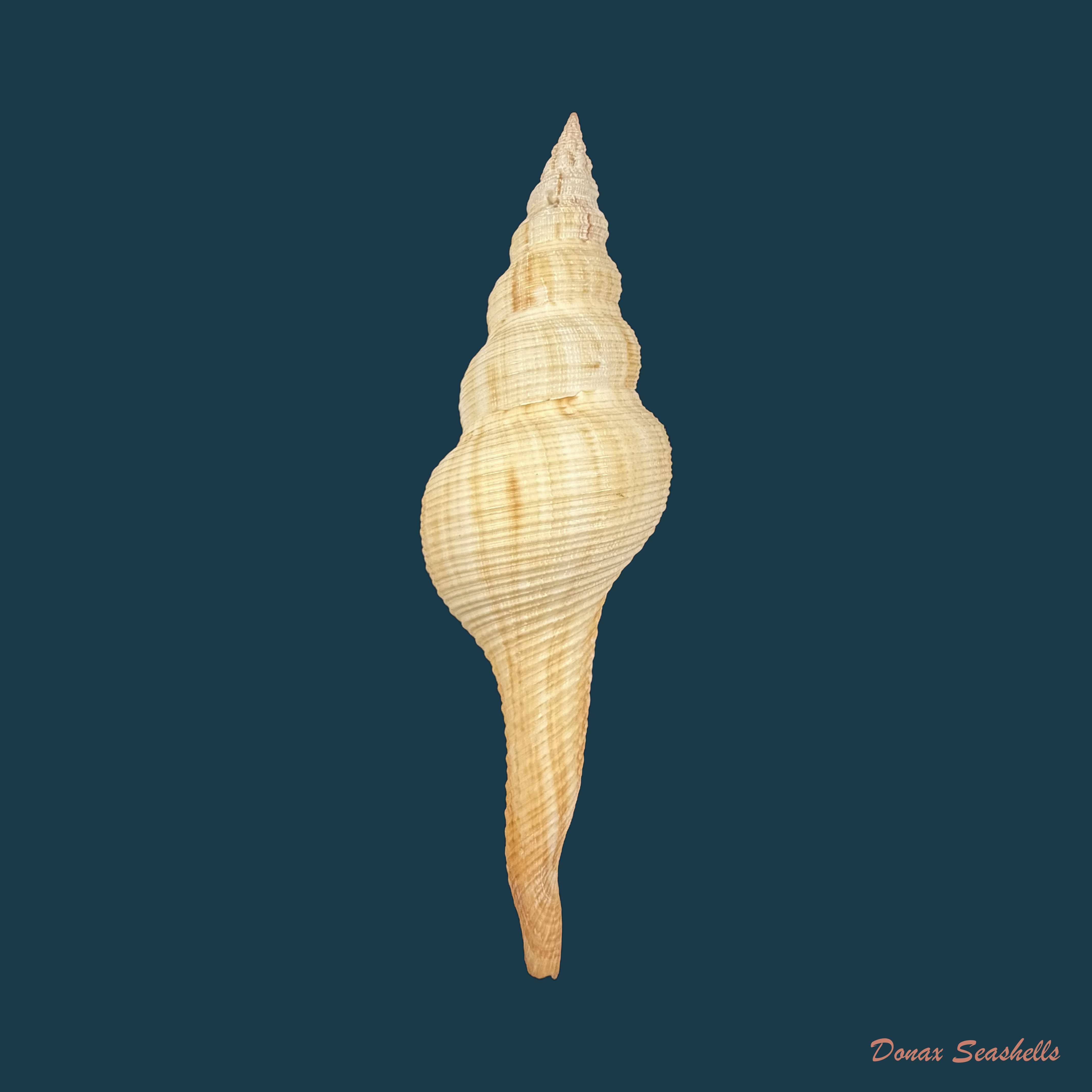 Fusinus dilectus (A. Adams, 1856) - 98,9mm