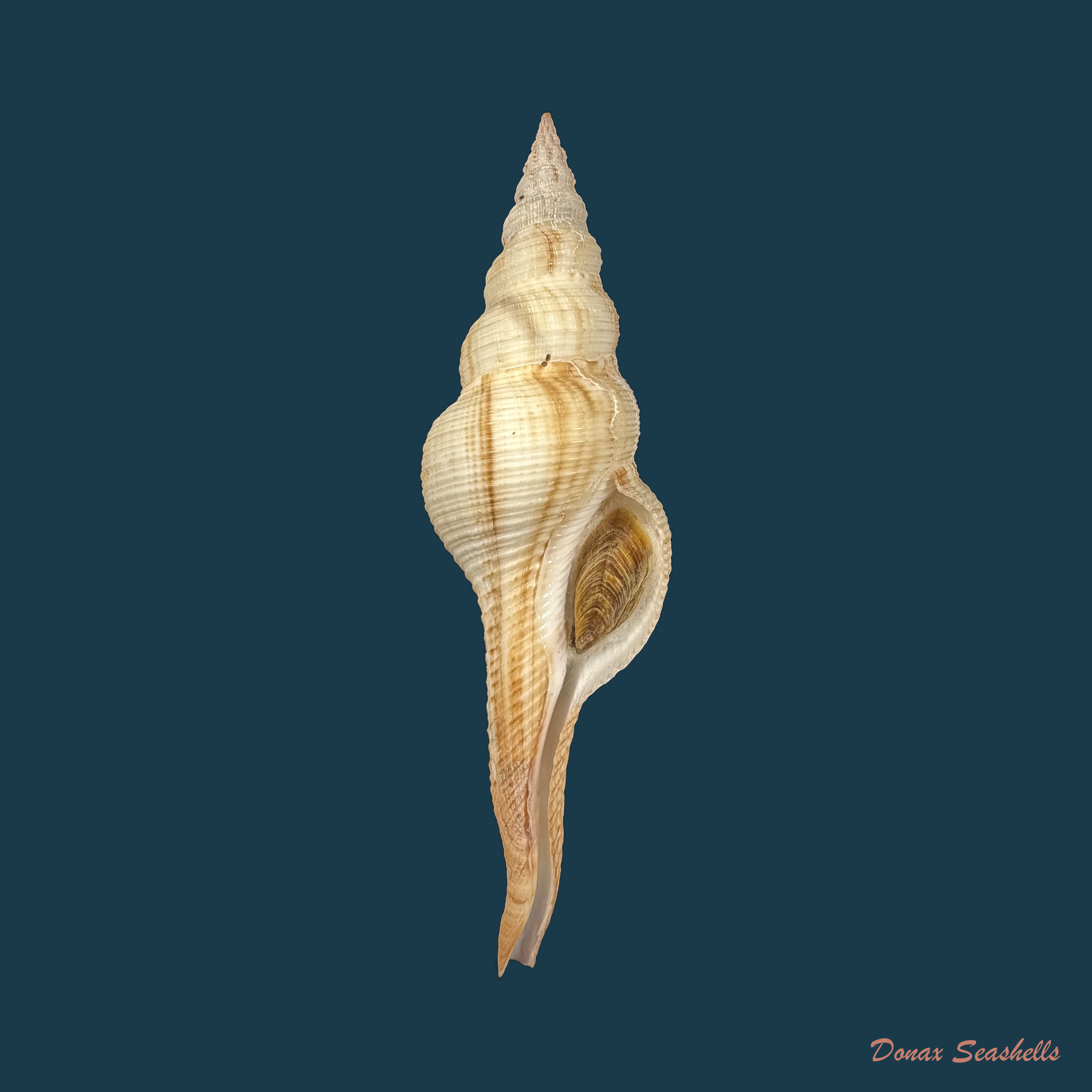 Fusinus dilectus (A. Adams, 1856) - 98,9mm