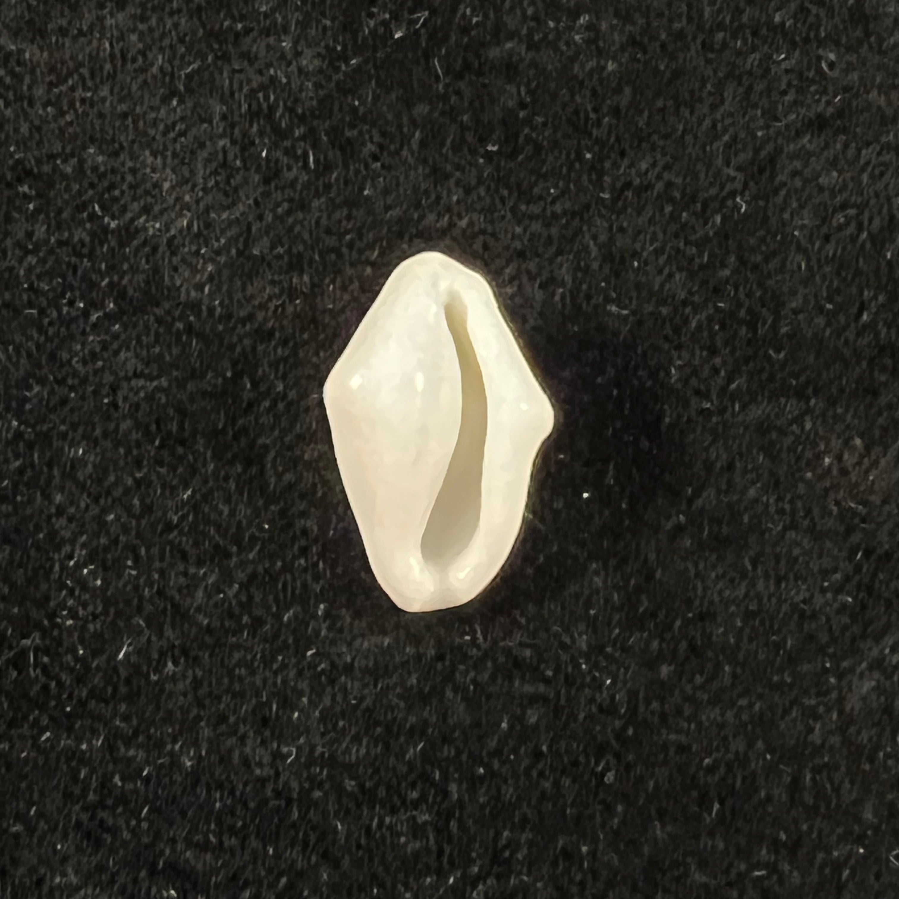 Cyphoma signatum Pilsbry & McGinty, 1939 - 19,7mm