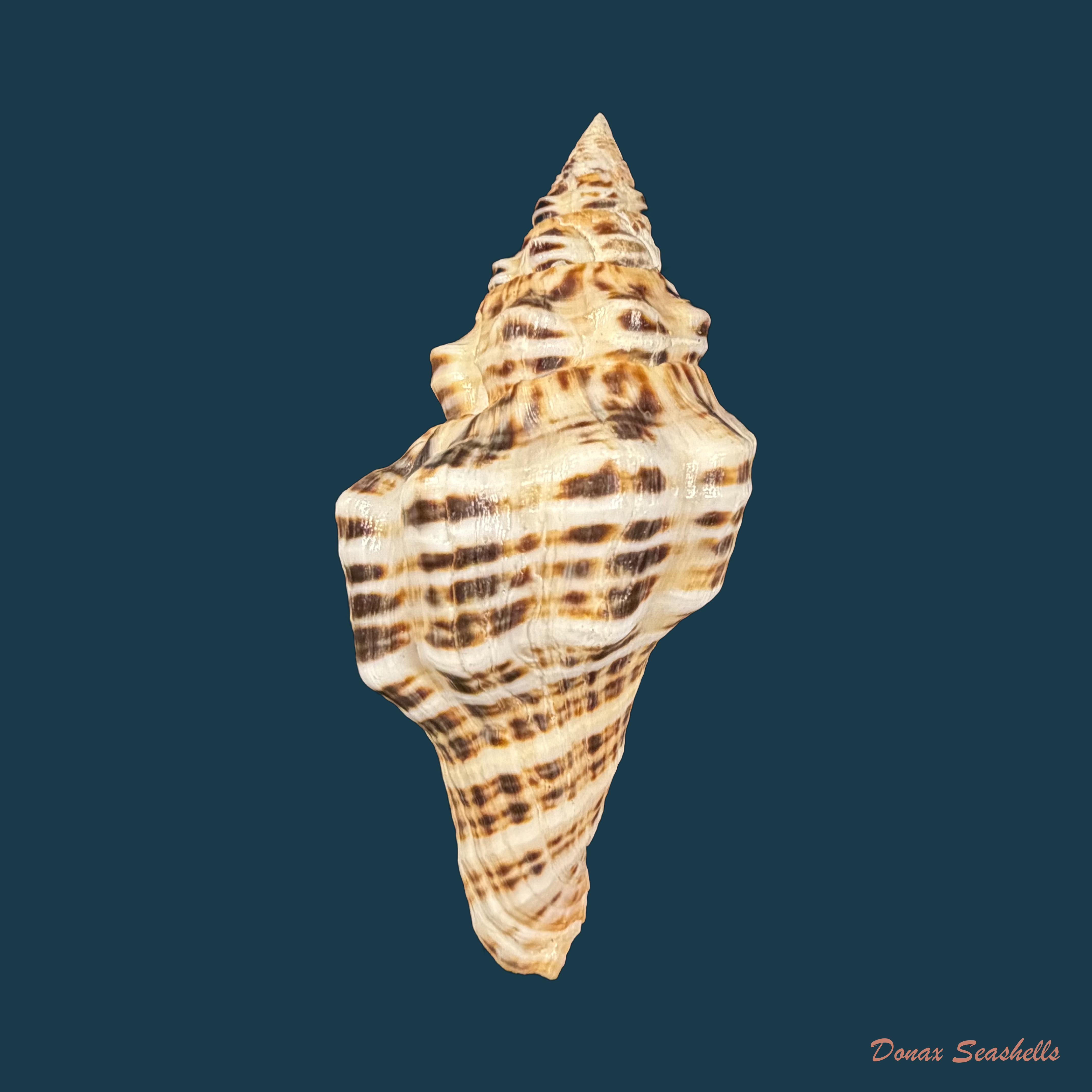 Latirus tigroides Kilburn, 1975 - 65,6mm