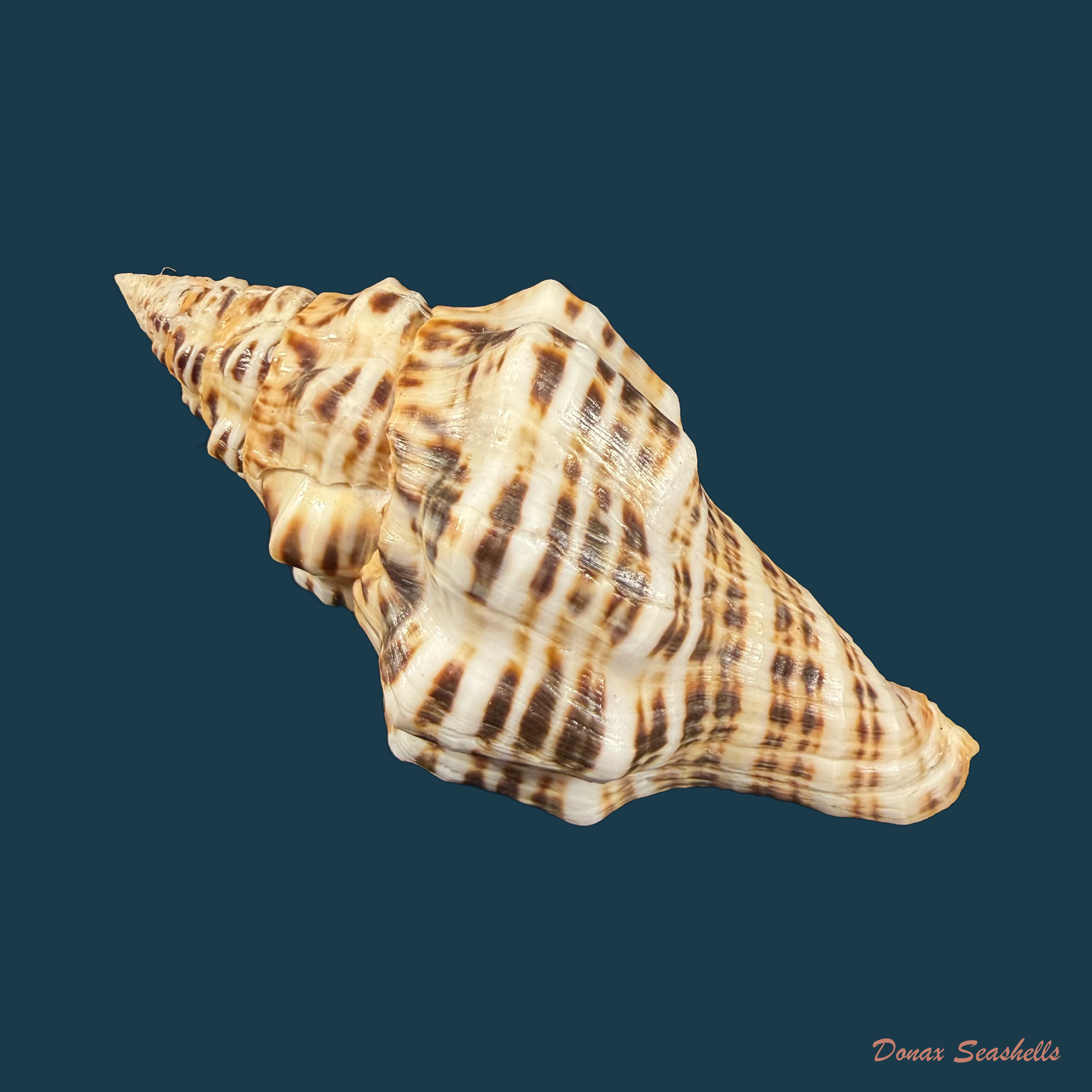 Latirus tigroides Kilburn, 1975 - 65,6mm
