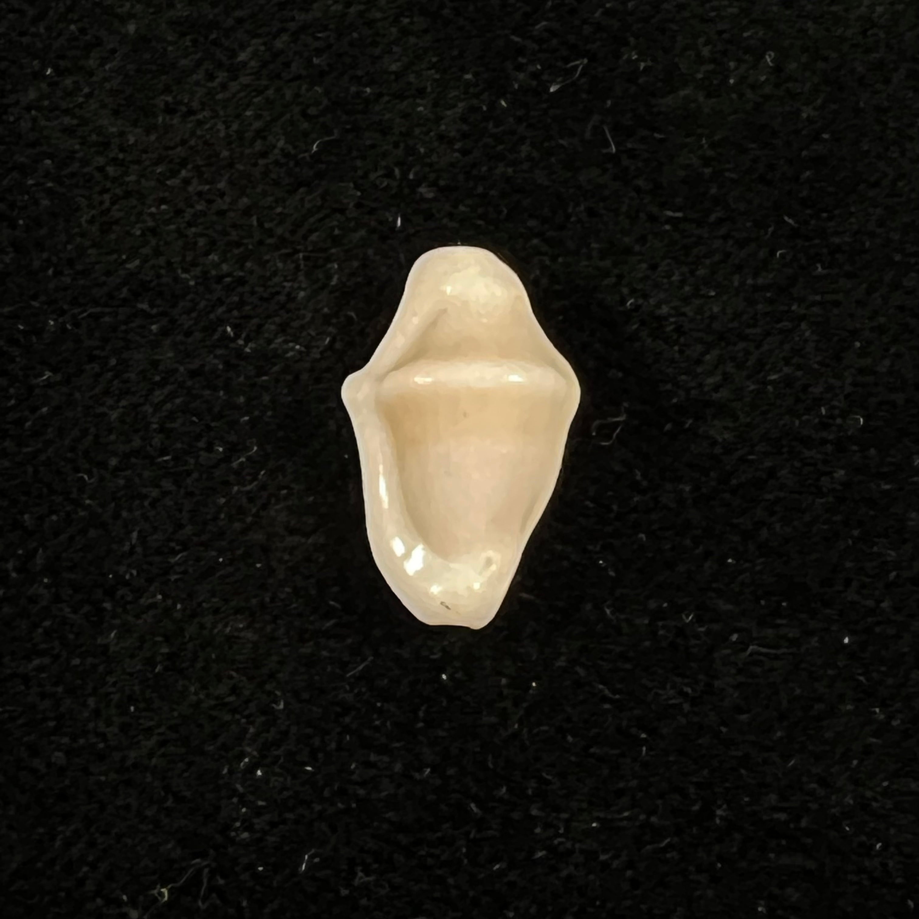 Cyphoma signatum Pilsbry & McGinty, 1939 - 19,1mm