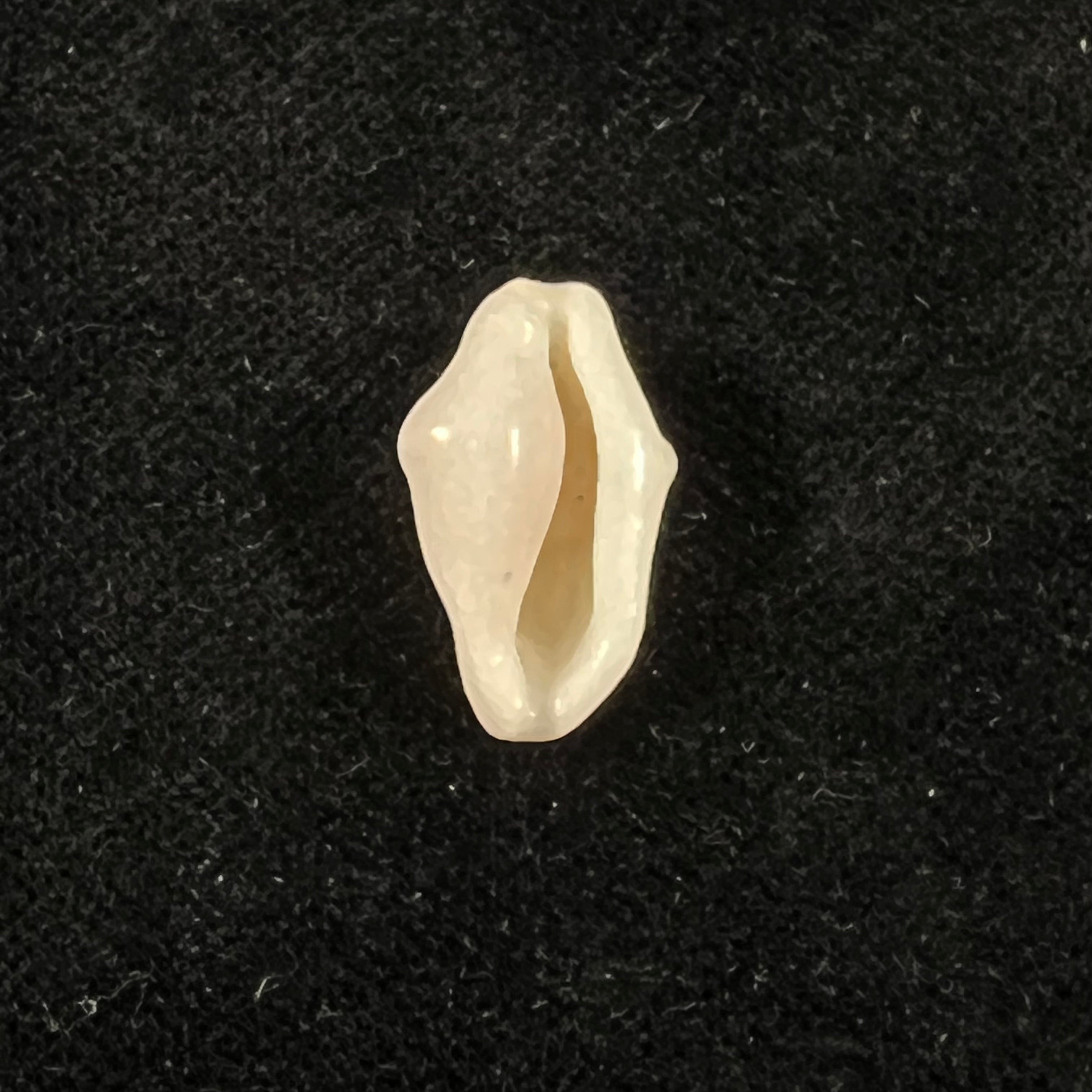 Cyphoma signatum Pilsbry & McGinty, 1939 - 19,1mm