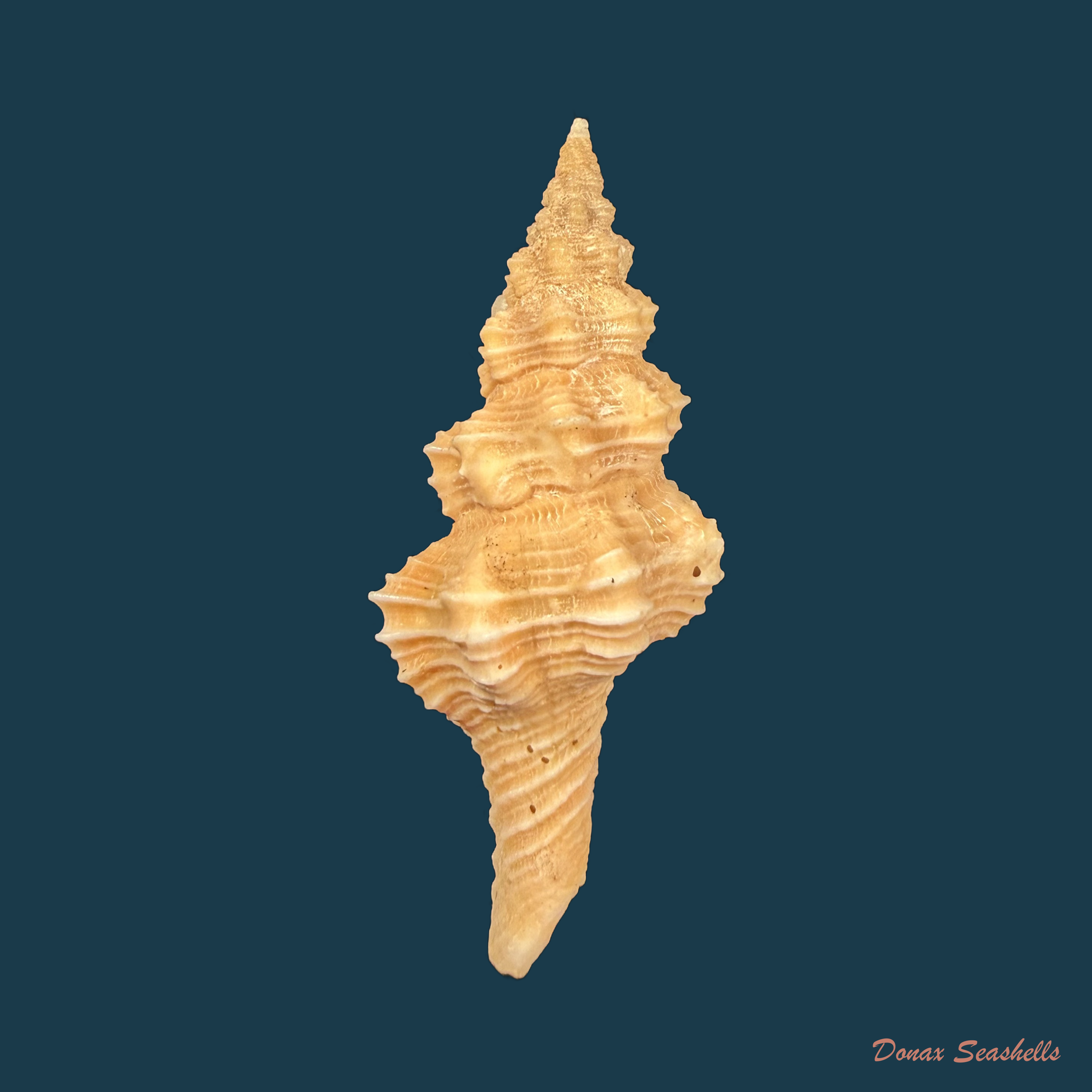 Hemipolygona beckyae (M. A. Snyder, 2000) - 48,8mm