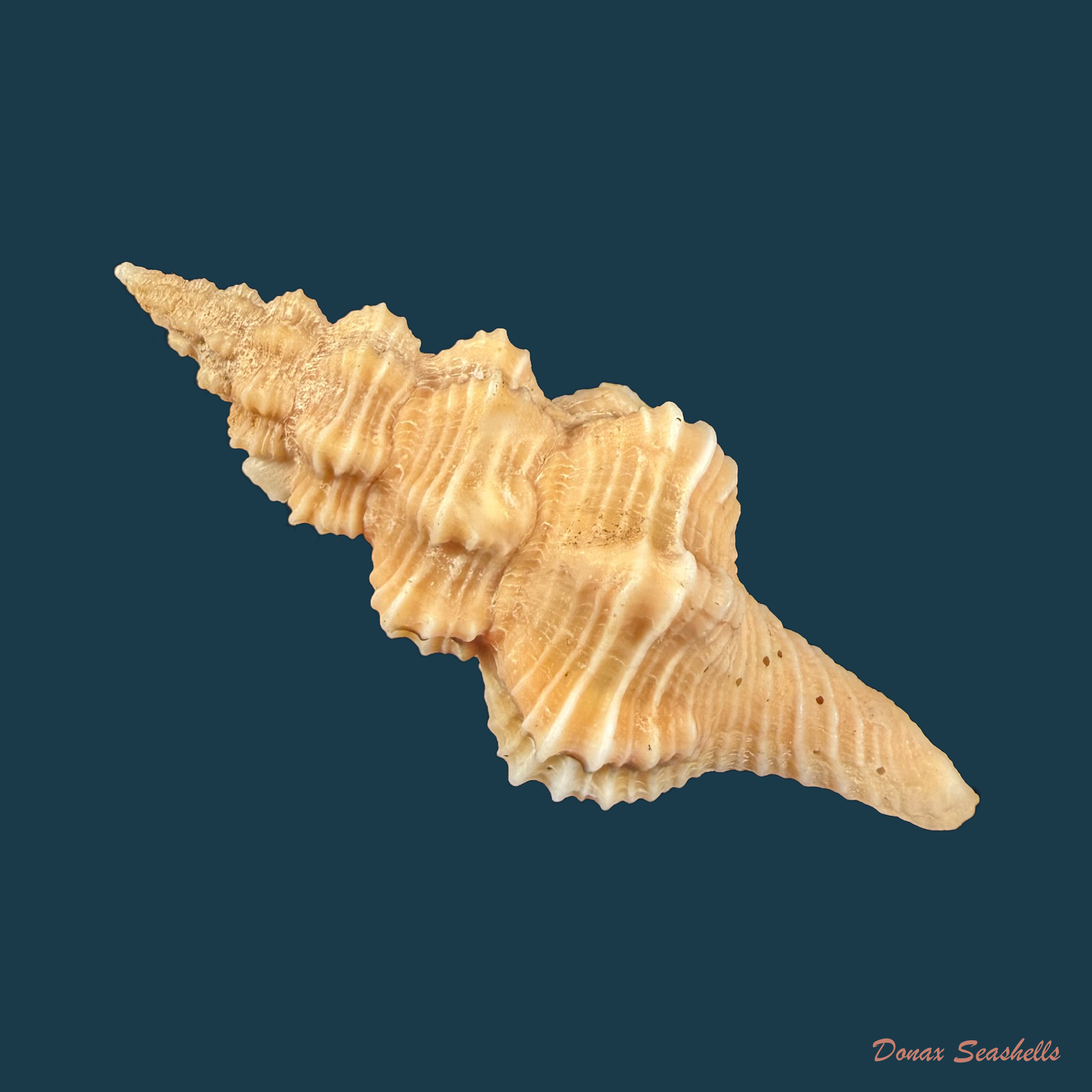 Hemipolygona beckyae (M. A. Snyder, 2000) - 48,8mm