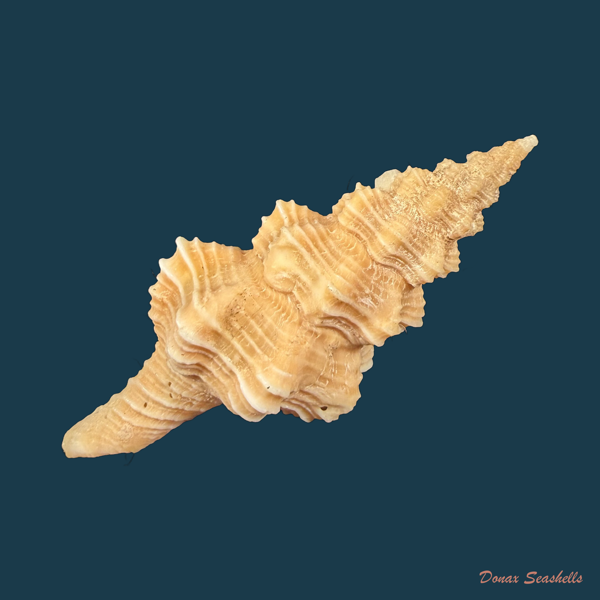 Hemipolygona beckyae (M. A. Snyder, 2000) - 48,8mm