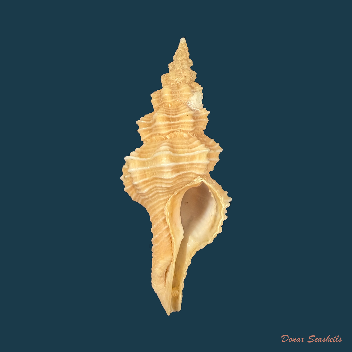 Hemipolygona beckyae (M. A. Snyder, 2000) - 48,8mm