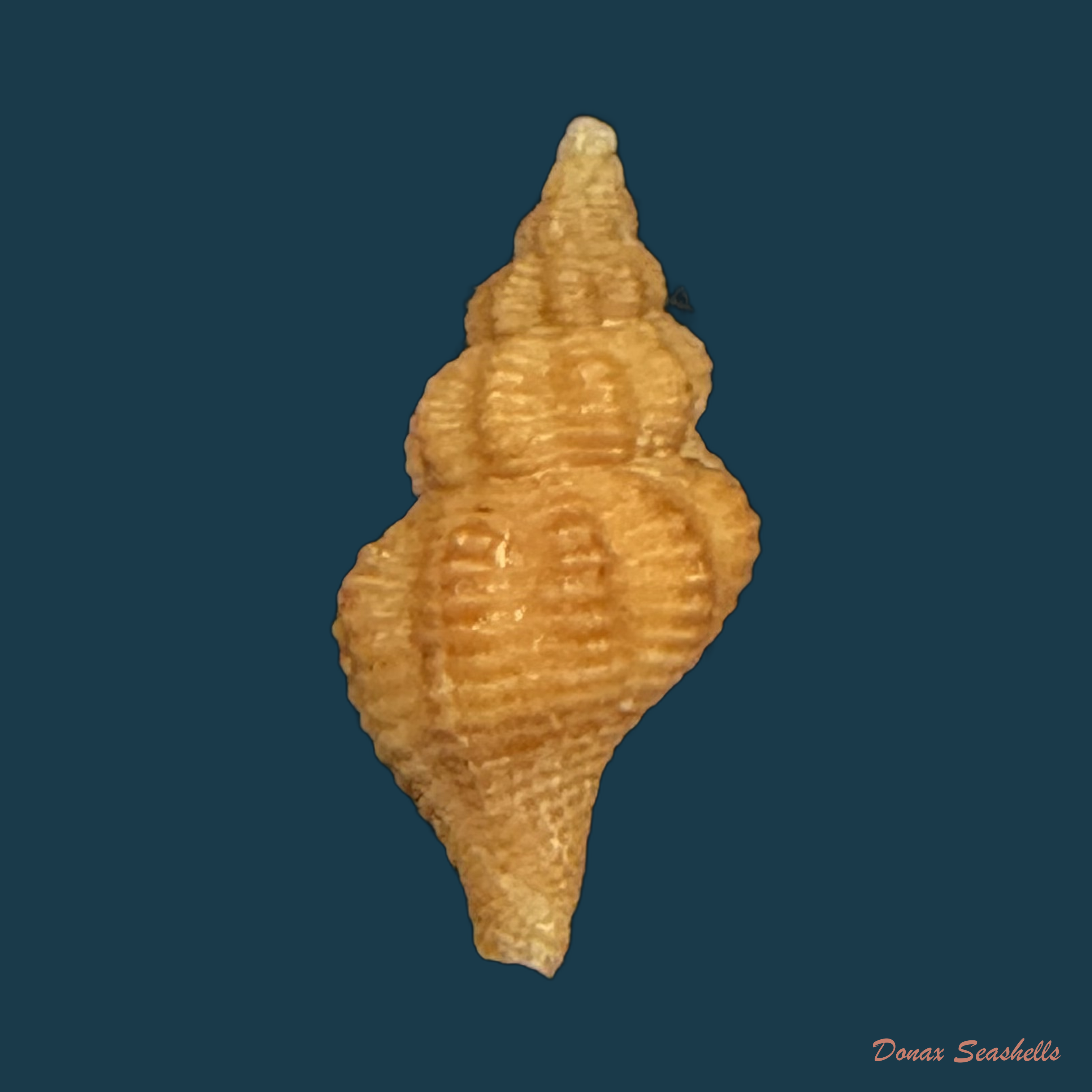 Polygona devyanae (Rios, Costa & Calvo, 1994) - 17mm