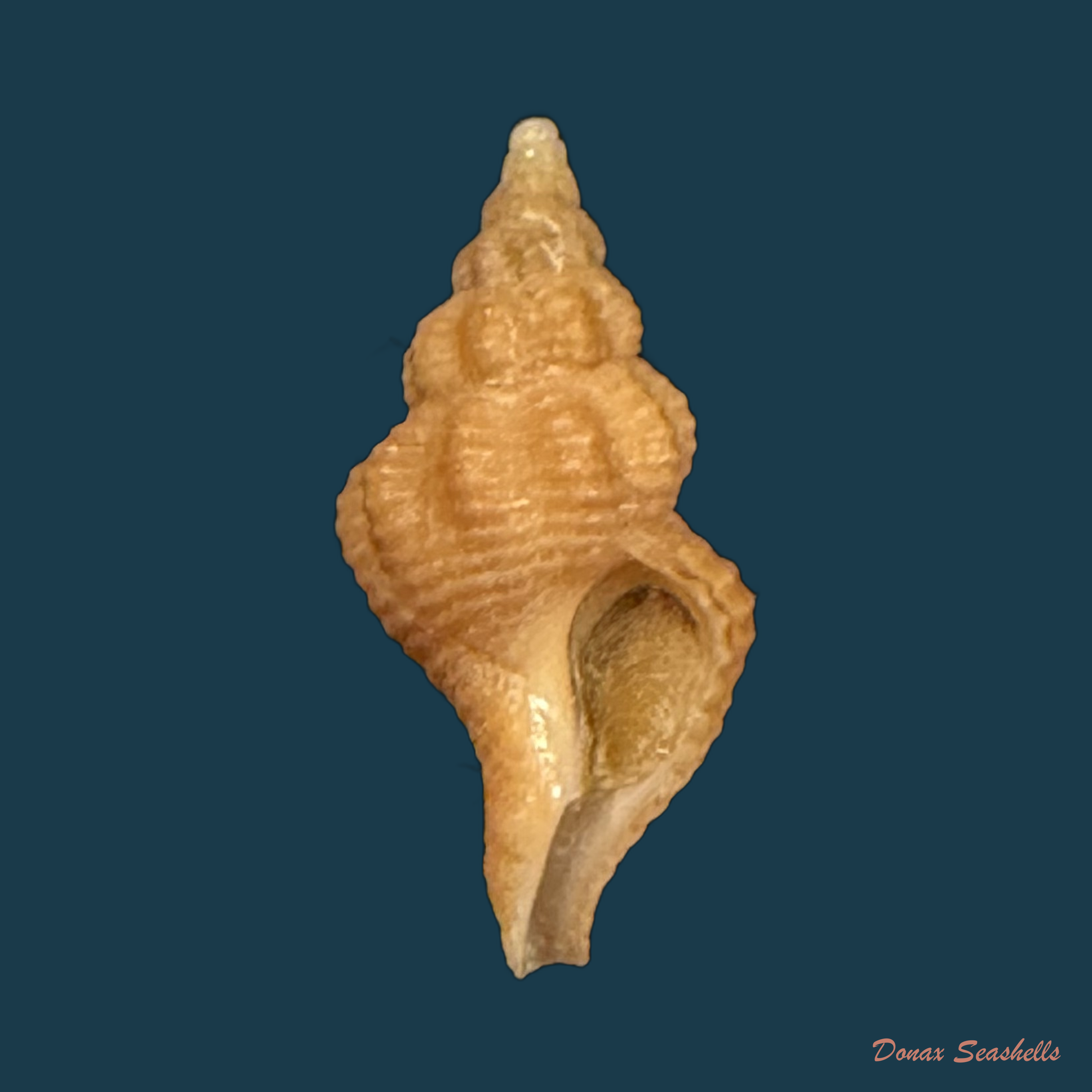 Polygona devyanae (Rios, Costa & Calvo, 1994) - 17mm