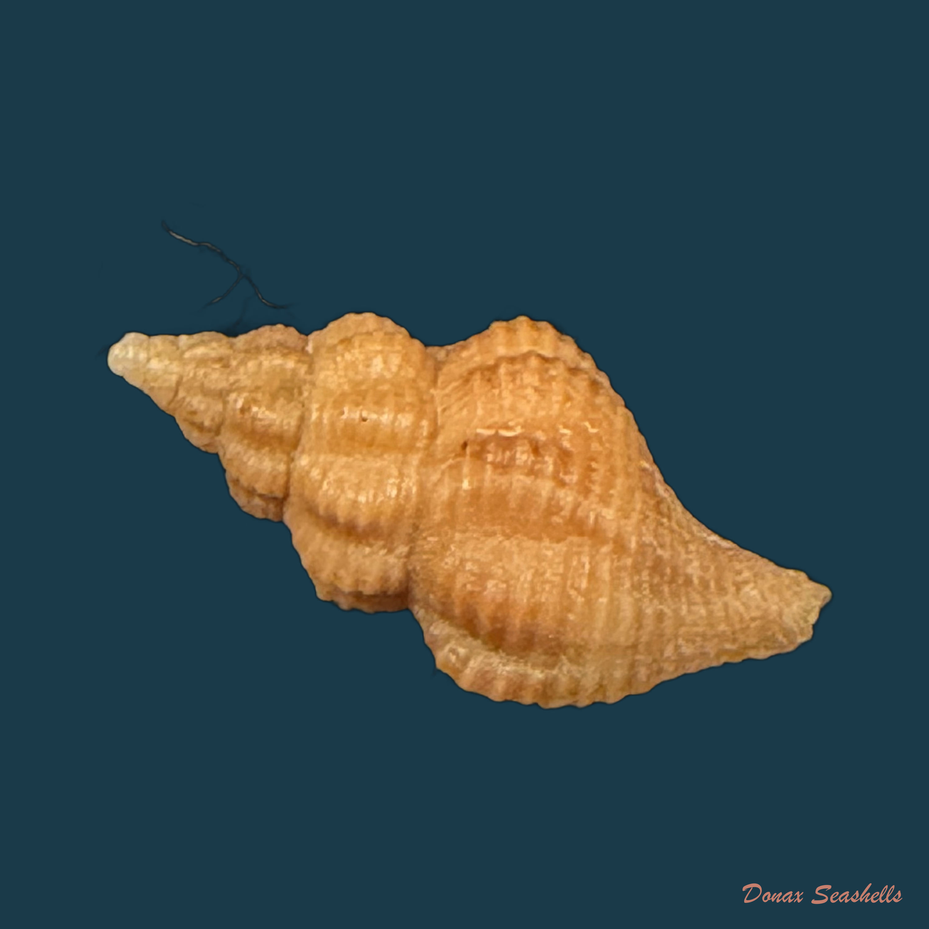 Polygona devyanae (Rios, Costa & Calvo, 1994) - 17mm