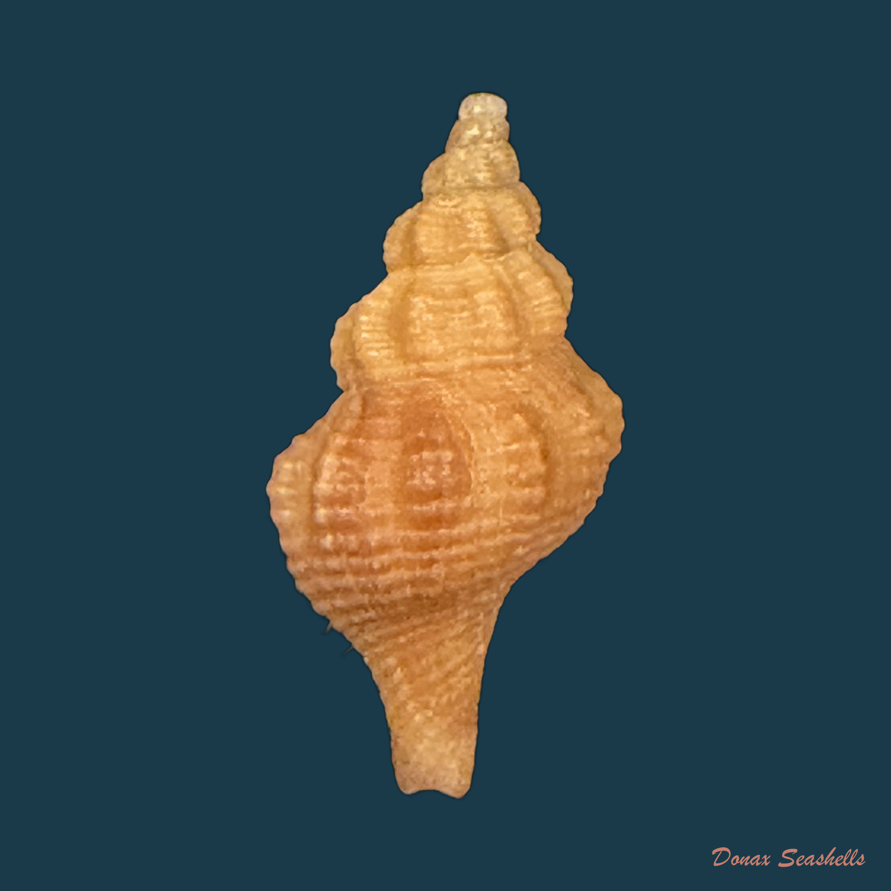Polygona devyanae (Rios, Costa & Calvo, 1994) - 17,9mm