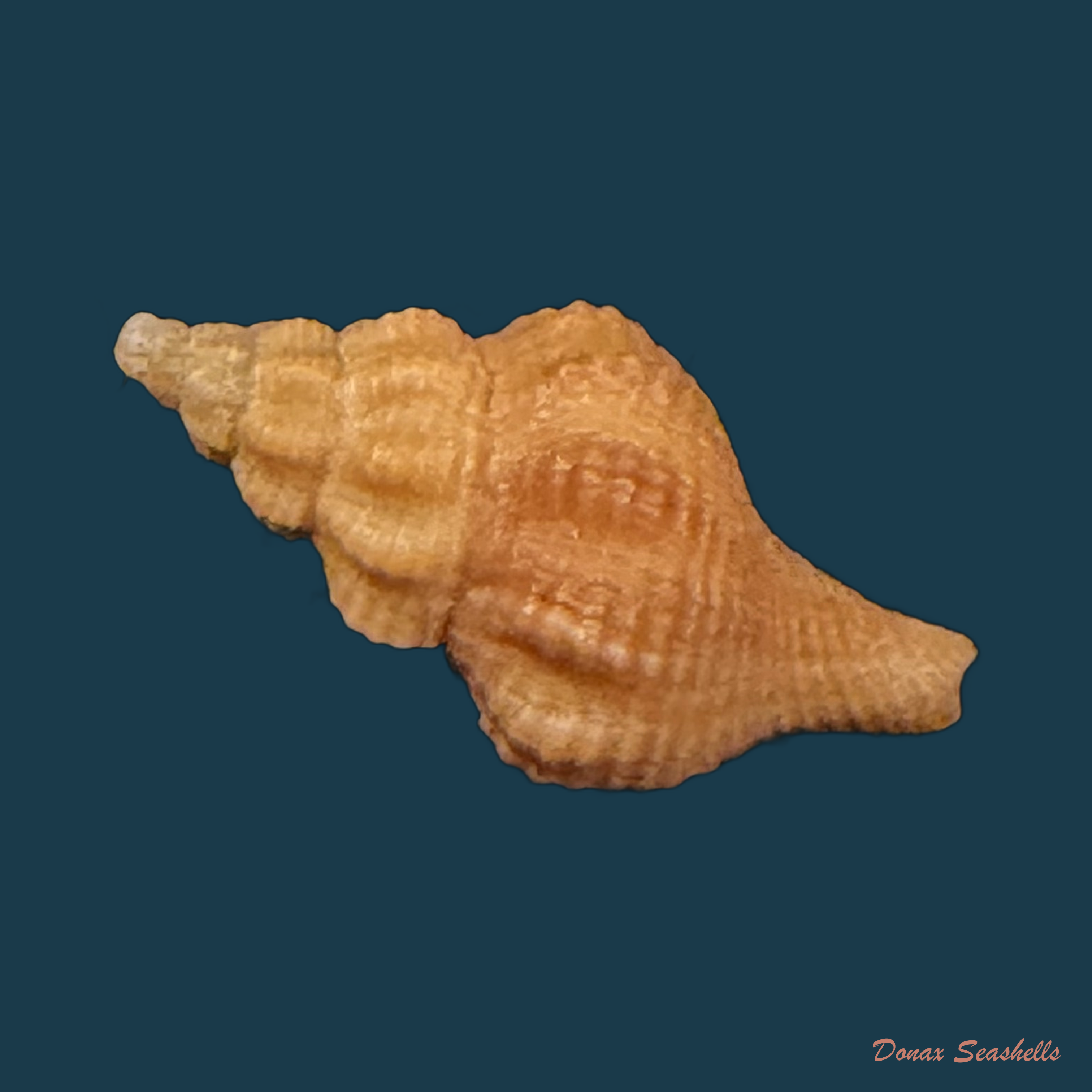 Polygona devyanae (Rios, Costa & Calvo, 1994) - 17,9mm