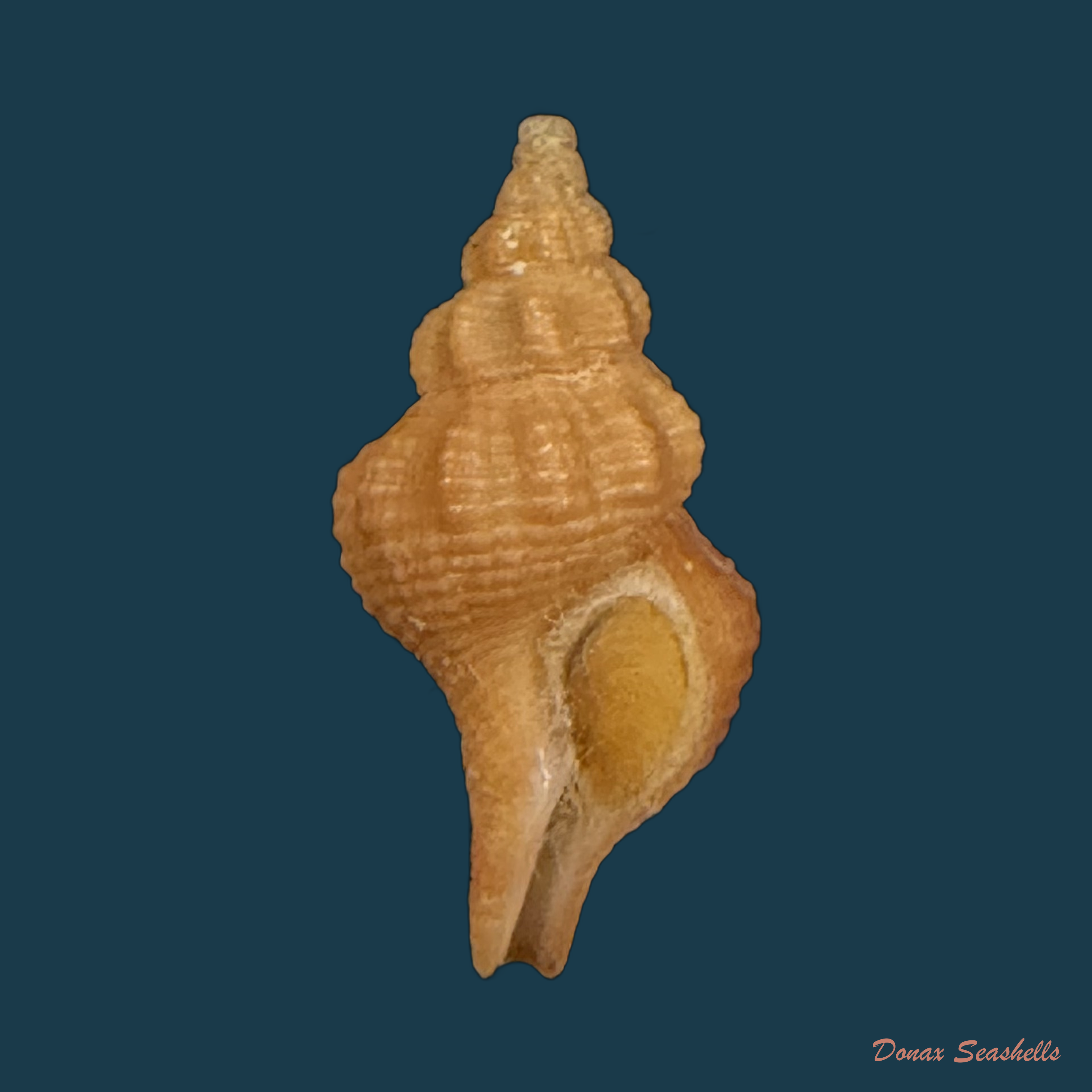 Polygona devyanae (Rios, Costa & Calvo, 1994) - 17,9mm
