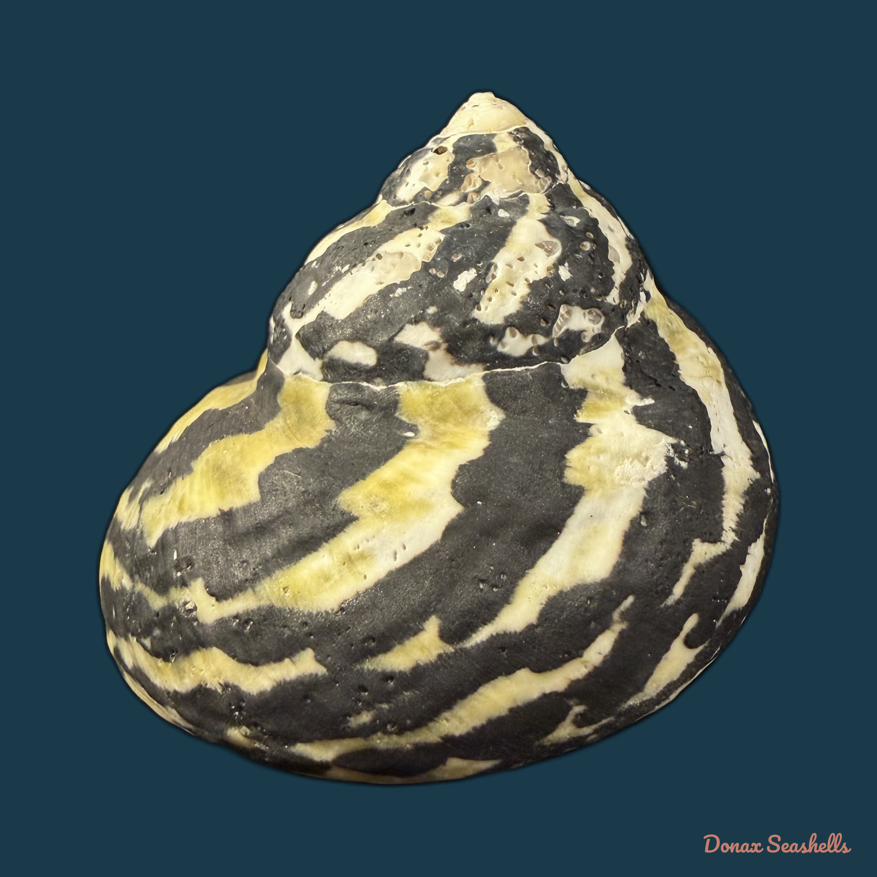 Cittarium pica (Linnaeus, 1758) - 78,7mm