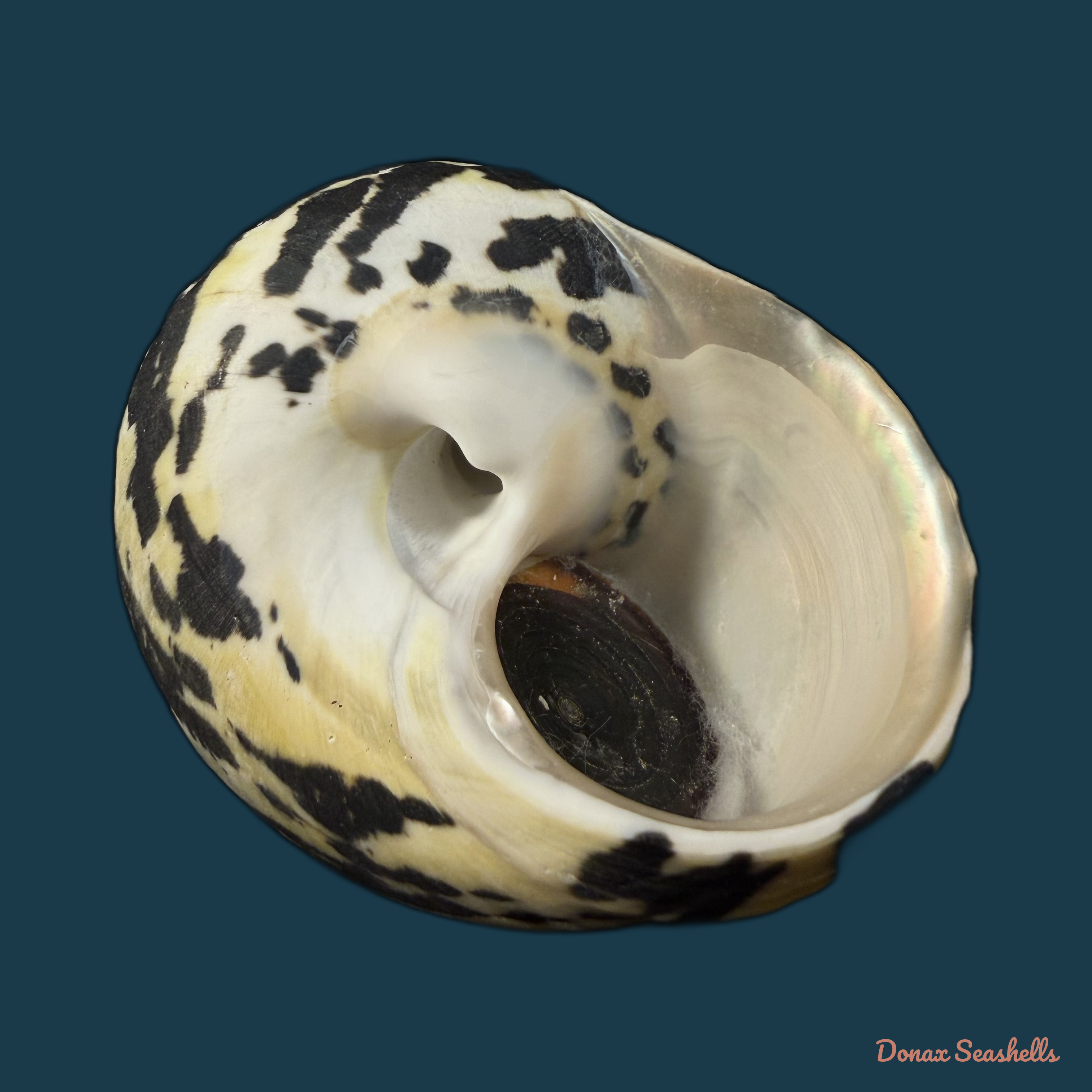Cittarium pica (Linnaeus, 1758) - 78,7mm