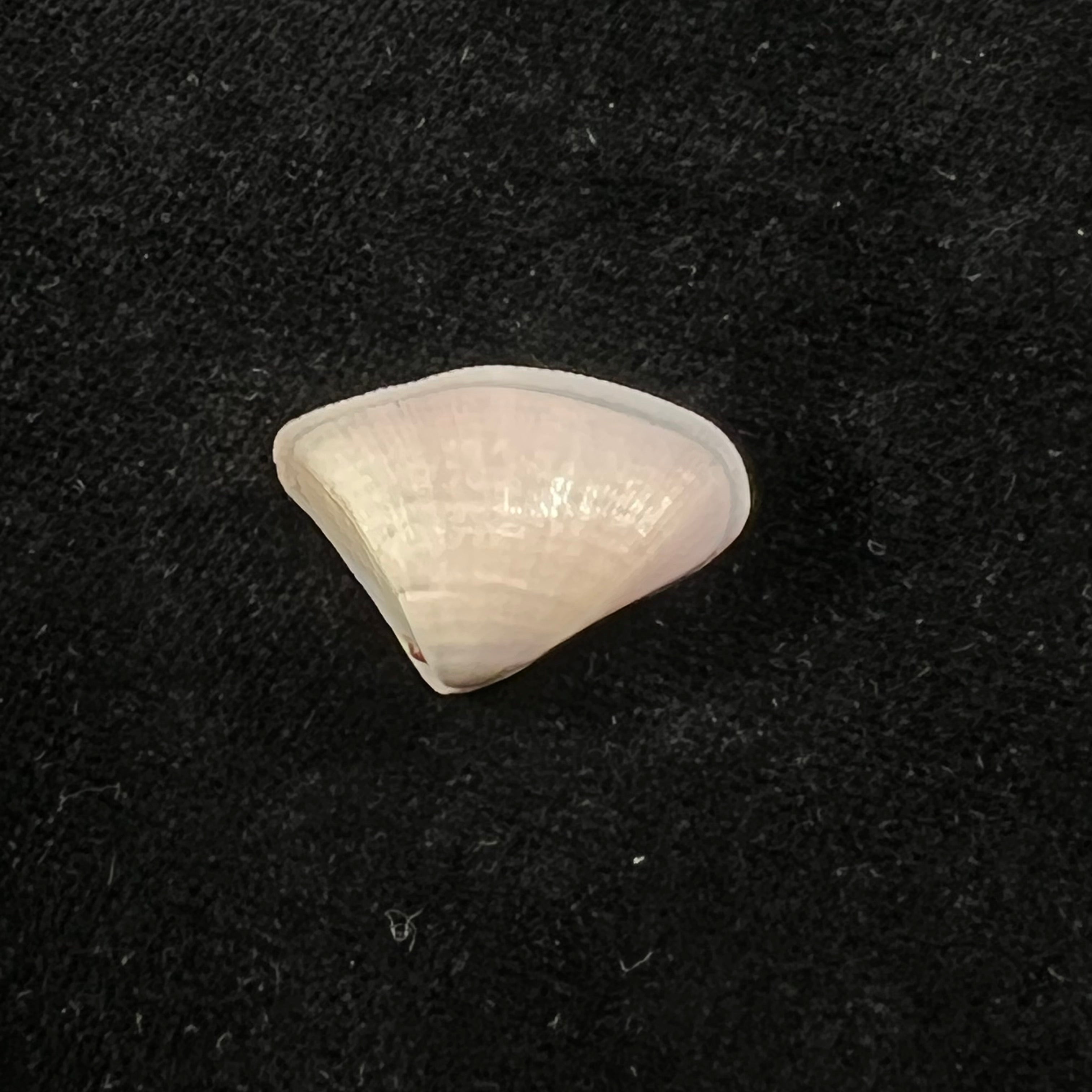 Donax striatus Linnaeus, 1767 - 24,3mm