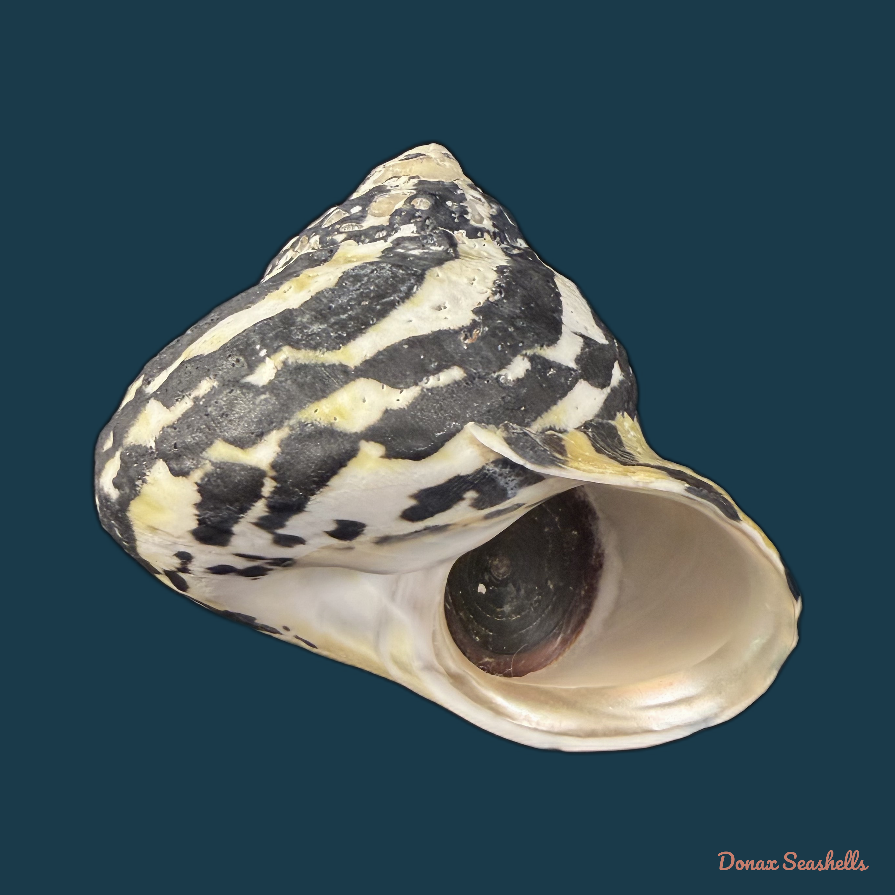 Cittarium pica (Linnaeus, 1758) - 78,7mm