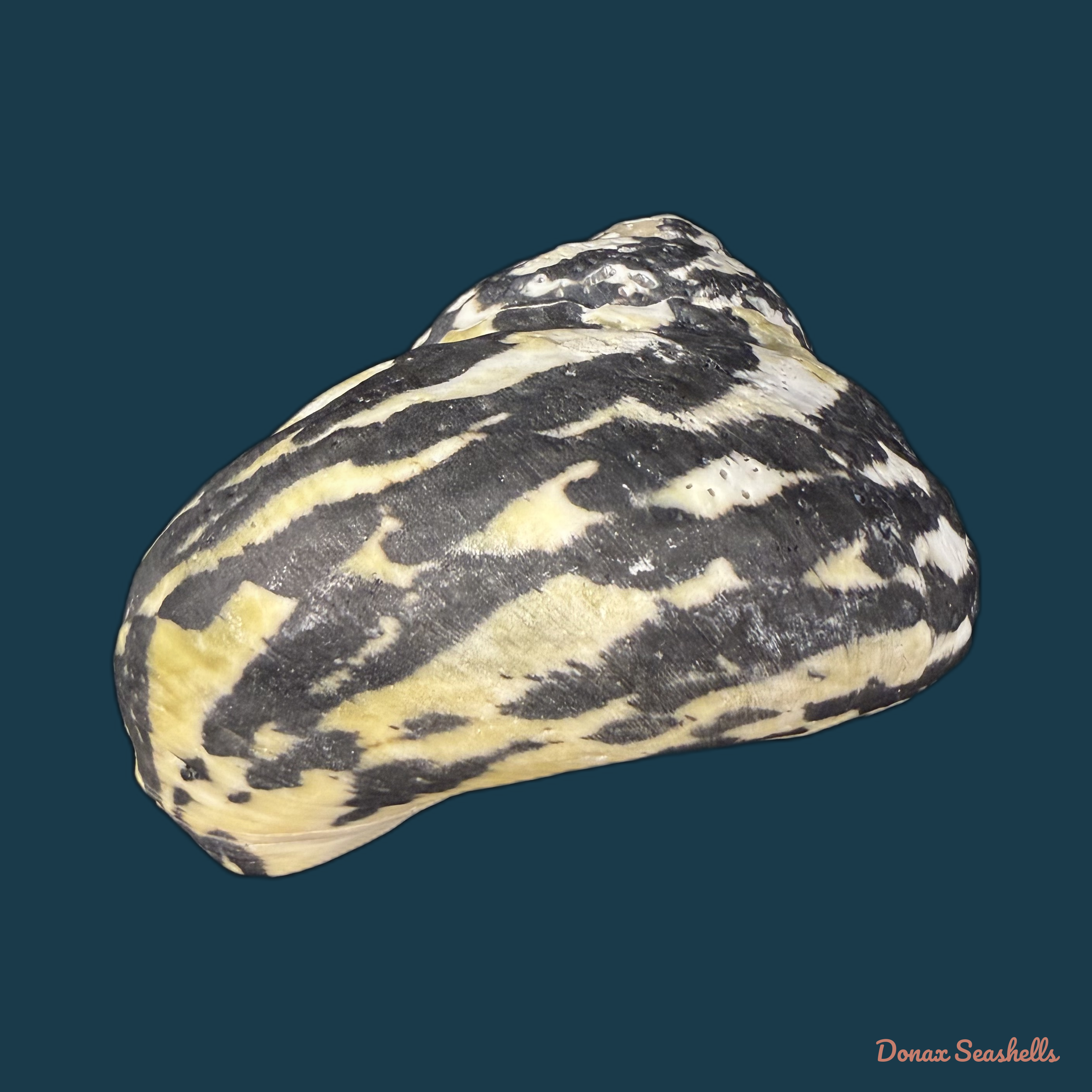Cittarium pica (Linnaeus, 1758) - 78,7mm