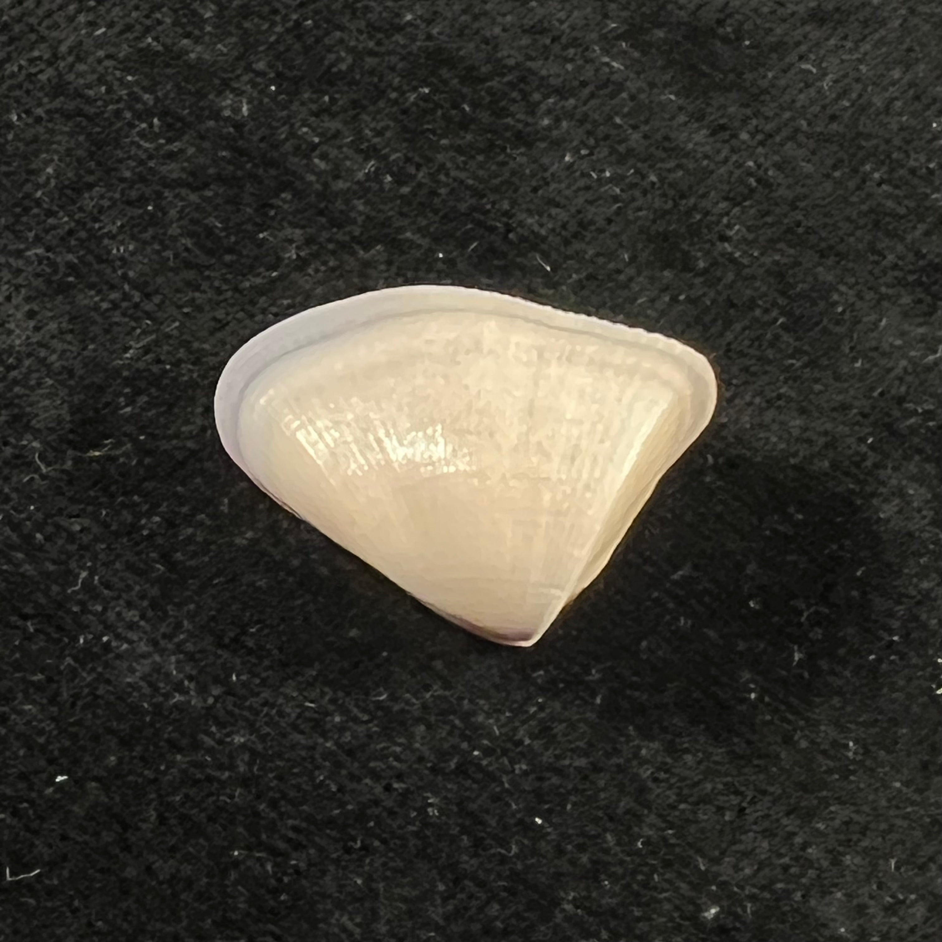 Donax striatus Linnaeus, 1767 - 25,8mm