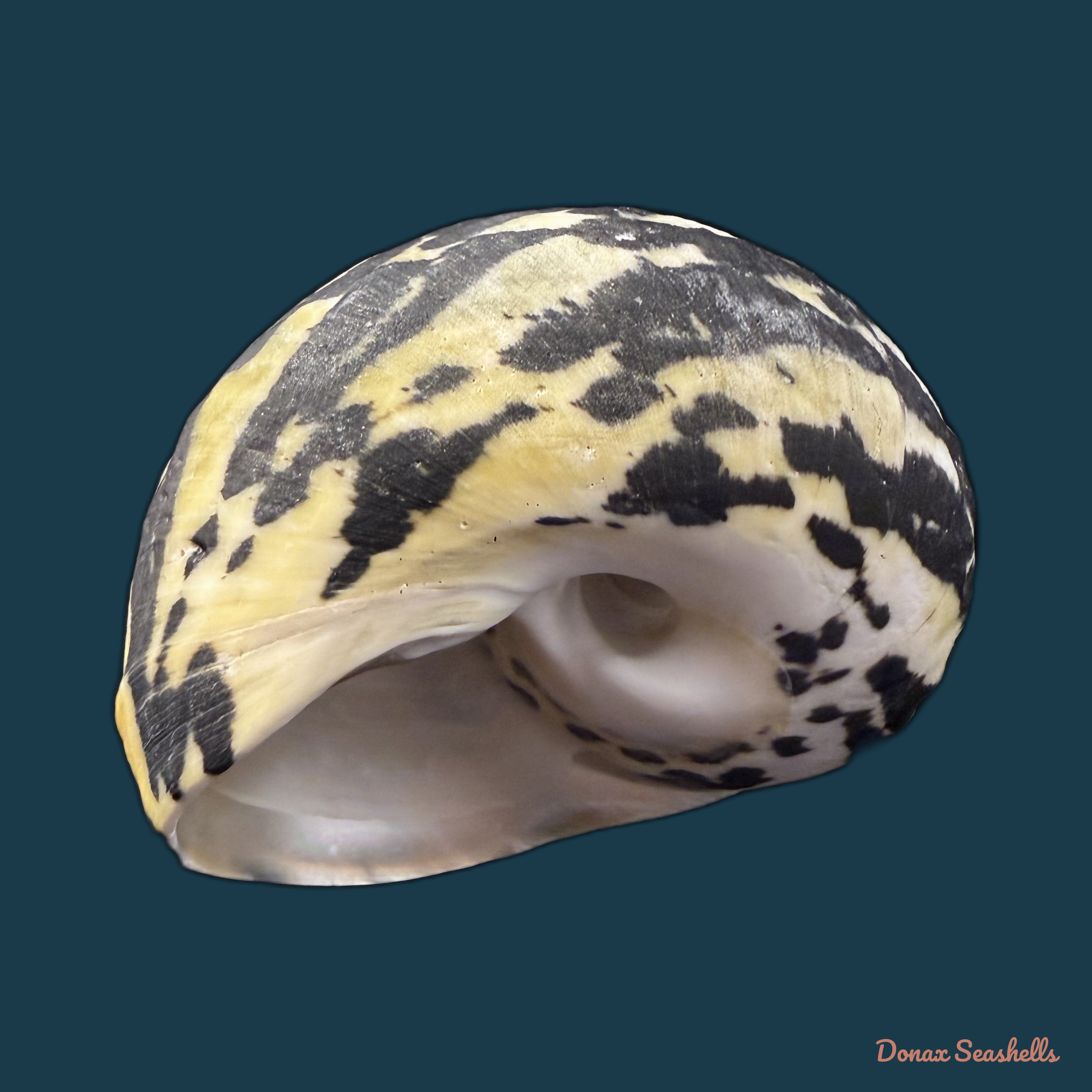 Cittarium pica (Linnaeus, 1758) - 78,7mm